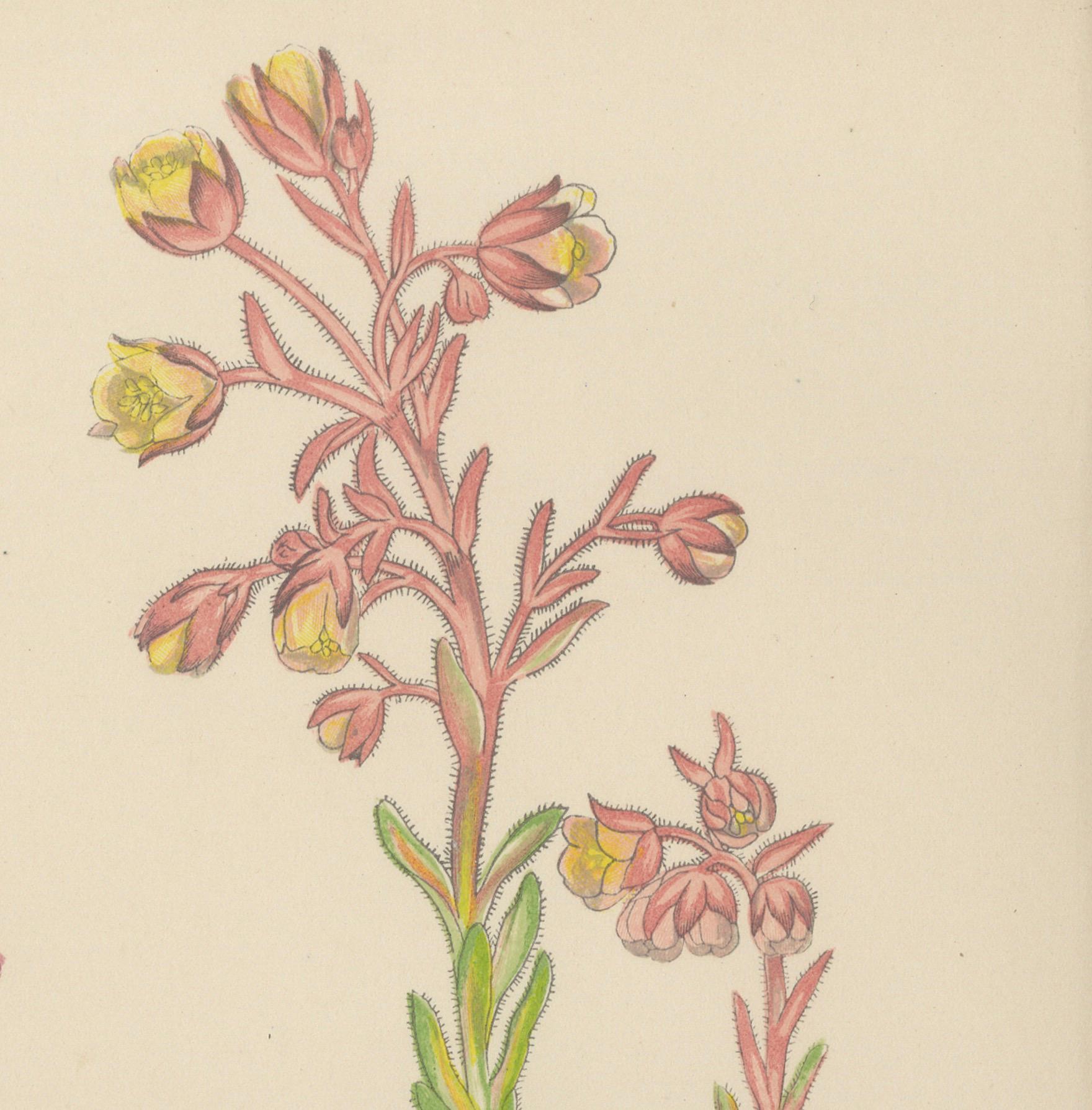 Alpine botanische Lithographie von Arabis Blepharophylla und Saxifraga Ambigua, 1874 (Papier) im Angebot