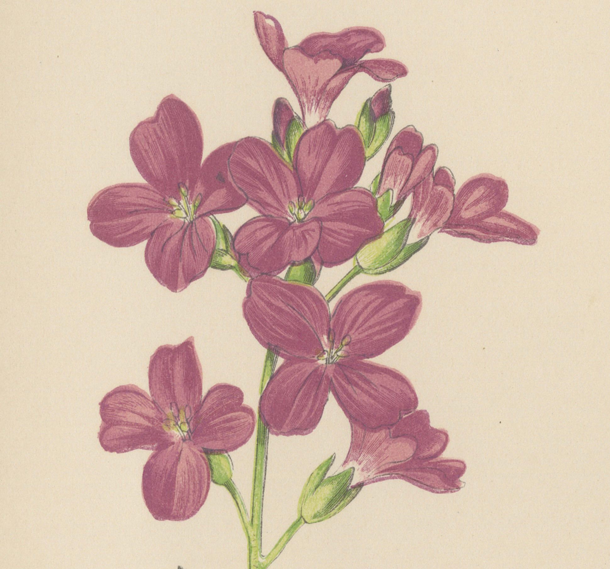 Alpine botanische Lithographie von Arabis Blepharophylla und Saxifraga Ambigua, 1874 im Angebot 1