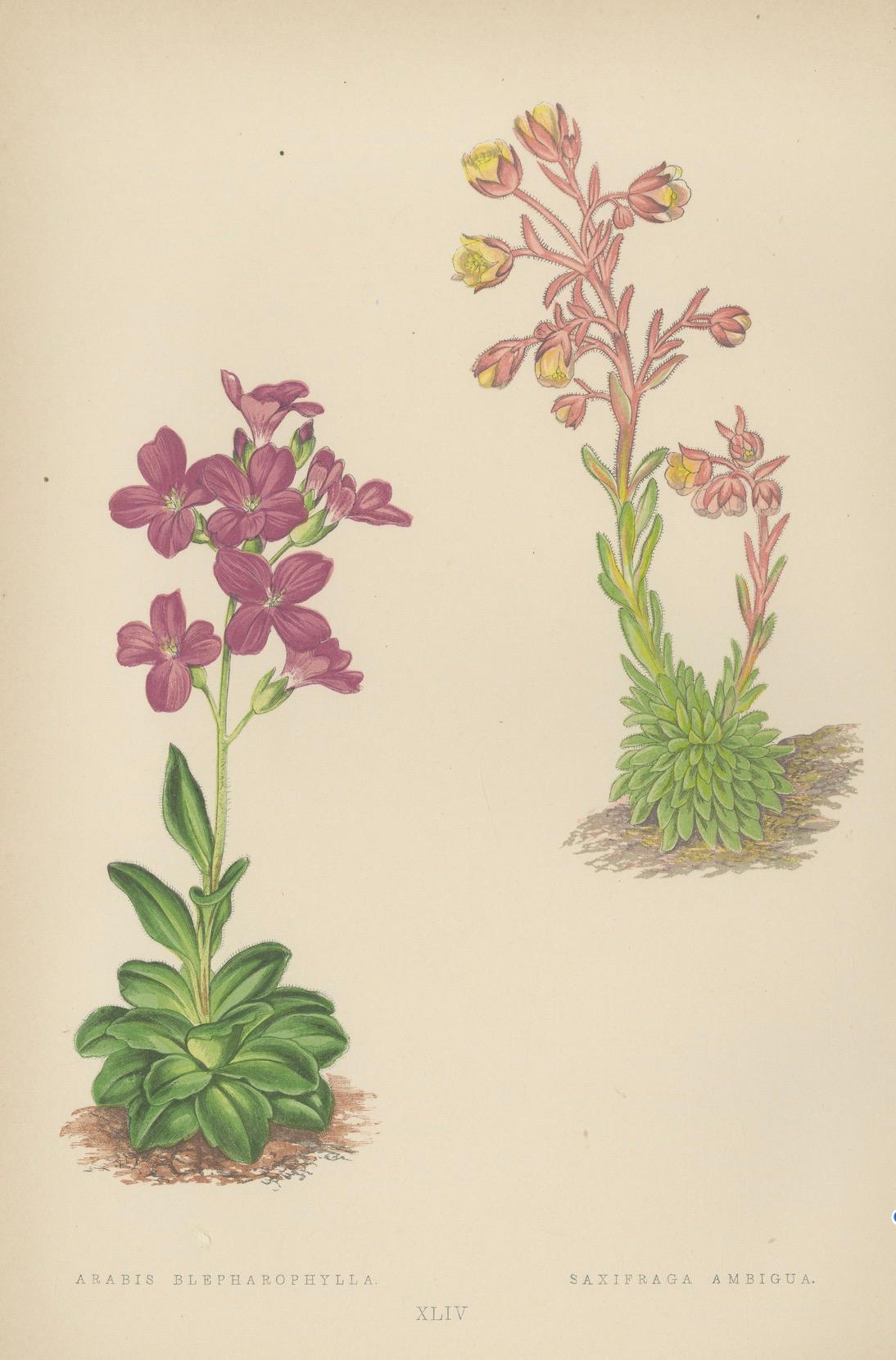 Alpine botanische Lithographie von Arabis Blepharophylla und Saxifraga Ambigua, 1874 im Angebot 2