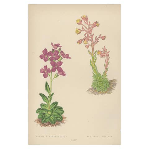 Alpine Botanical Lithograph of Arabis Blepharophylla and Saxifraga Ambigua, 1874