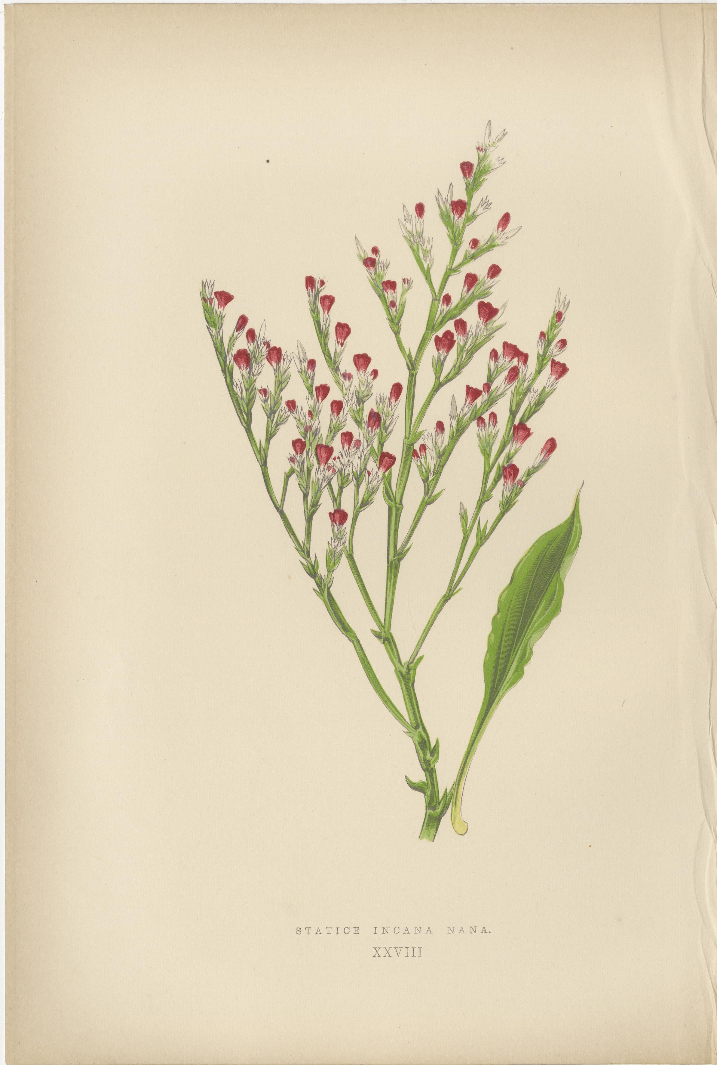 Título: Litografía botánica alpina de la lavanda de mar enana, 1874

Descripción: Esta excepcional litografía botánica, que data de 1874, representa la lavanda de mar enana, conocida científicamente como Statice incana nana. Publicado por George