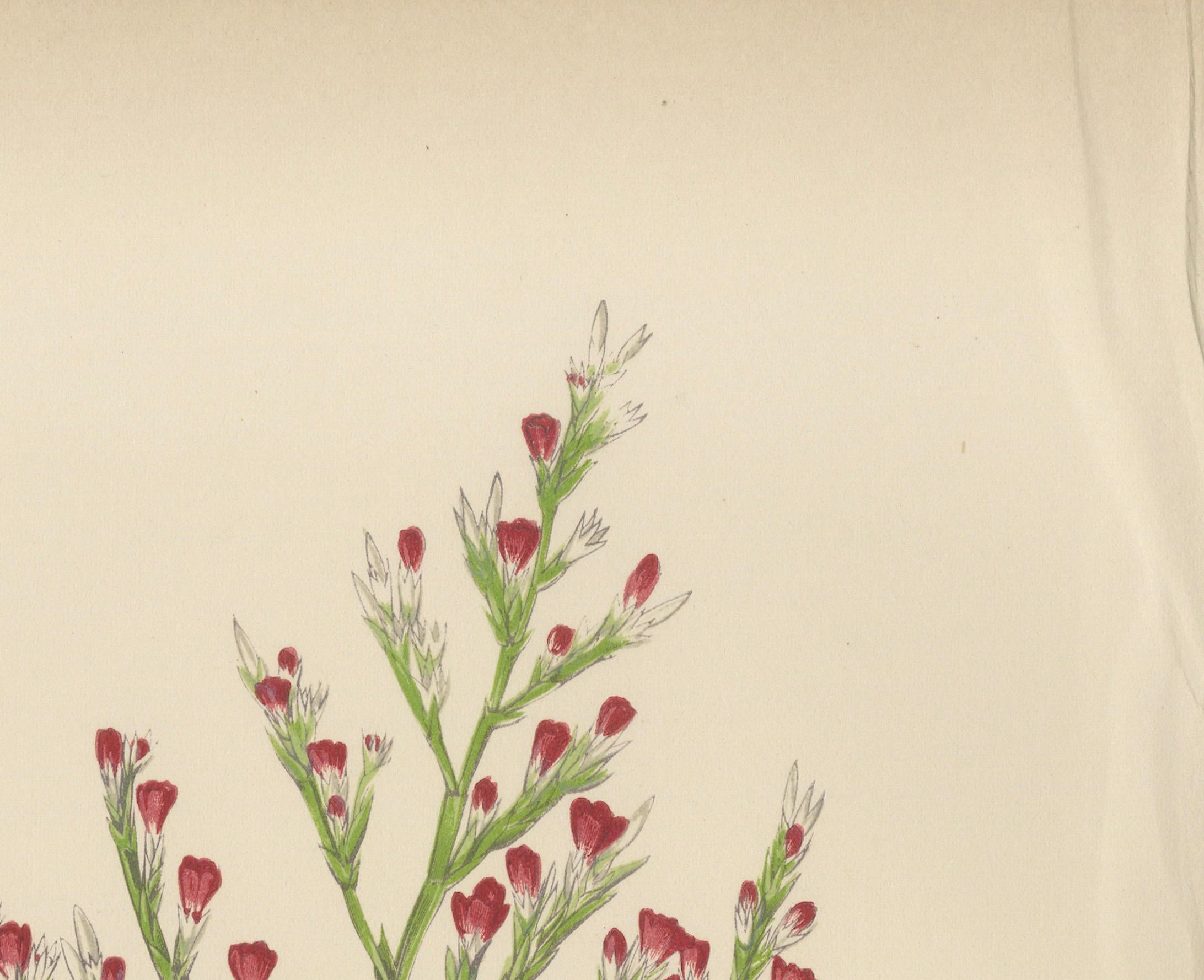 Litografía botánica alpina de la lavanda de mar enana, 1874 en Bueno estado para la venta en Langweer, NL