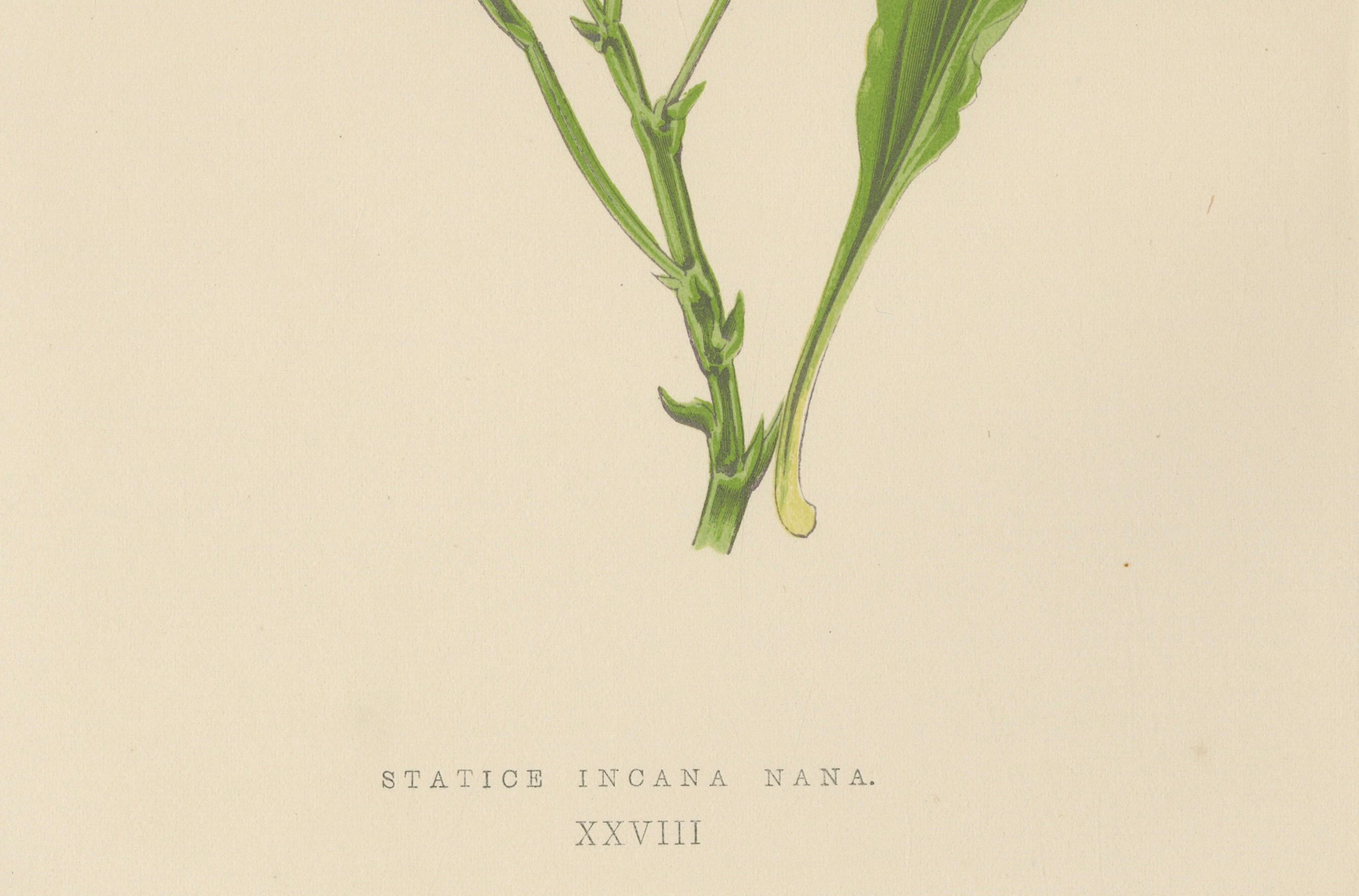 Litografía botánica alpina de la lavanda de mar enana, 1874 Fines del siglo XIX en venta