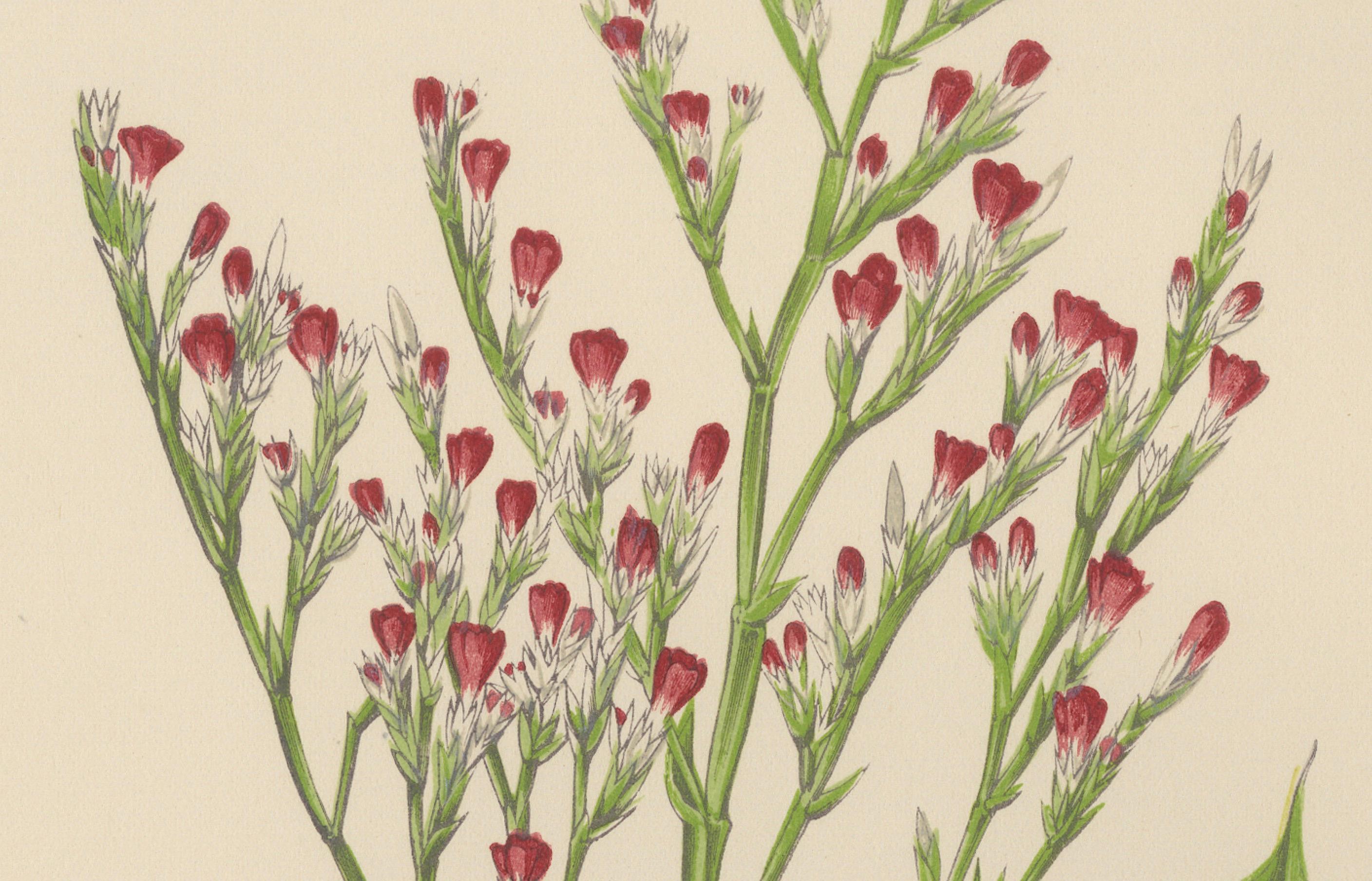 Litografía botánica alpina de la lavanda de mar enana, 1874 Papel en venta