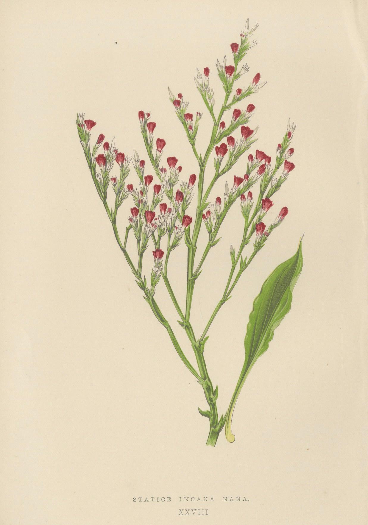 Litografía botánica alpina de la lavanda de mar enana, 1874 en venta 1