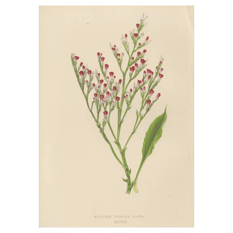 Alpine Botanical Lithograph of Dwarf Hoary Sea-lavender, 1874