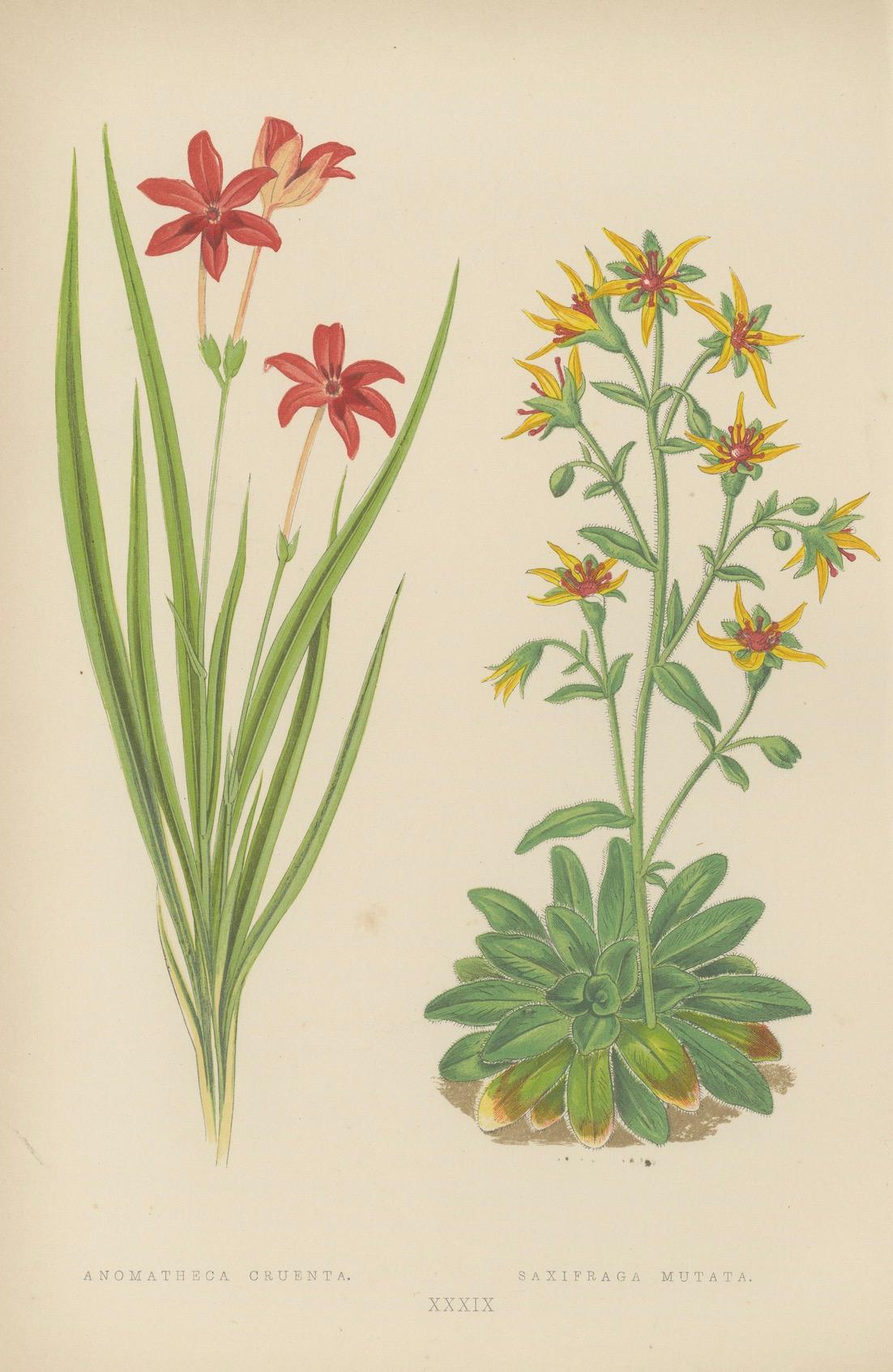 Titel: Alpine botanische Lithographie Paar Anomatheca und Steinbrech, 1874

Beschreibung: Dieses bezaubernde Paar botanischer Lithografien, das 1874 von George Bell and Sons in London als Teil der zweiten Serie von Alpine Plants veröffentlicht