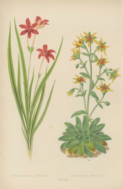 Alpine Botanical Lithograph Pair of Anomatheca and Saxifrage, 1874