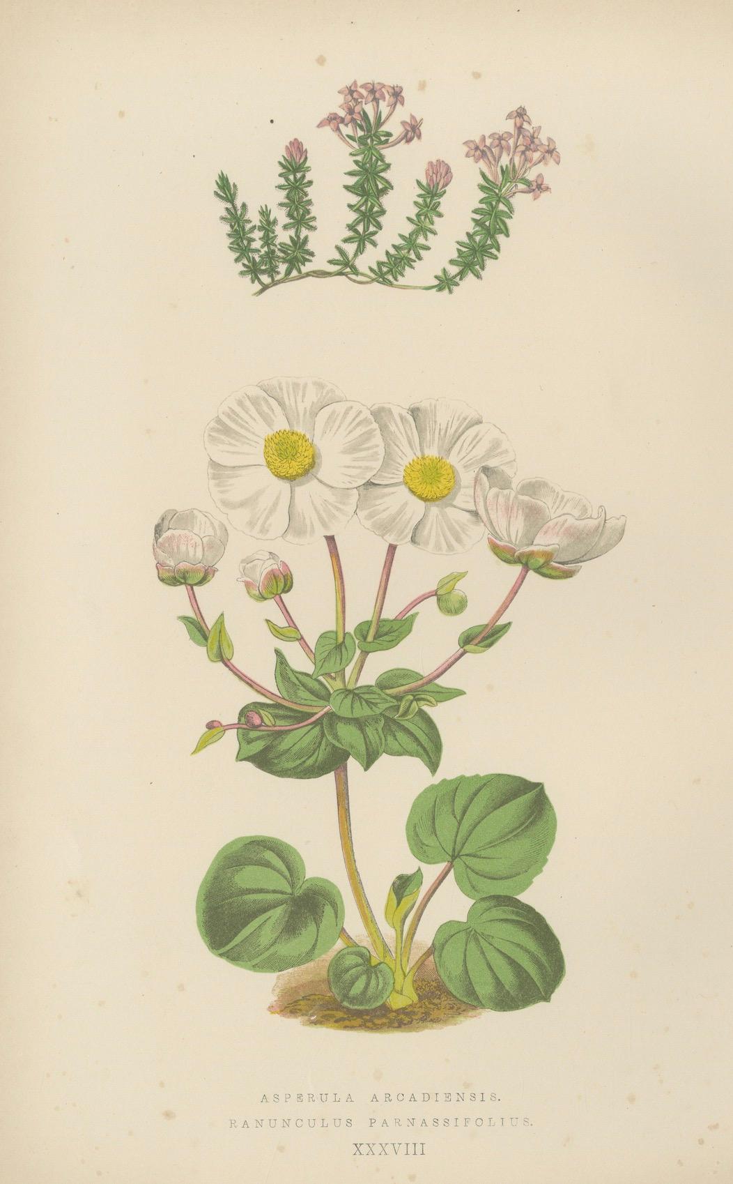 Alpine botanische Lithographie Paar Anomatheca und Steinbrech, 1874 im Zustand „Gut“ im Angebot in Langweer, NL