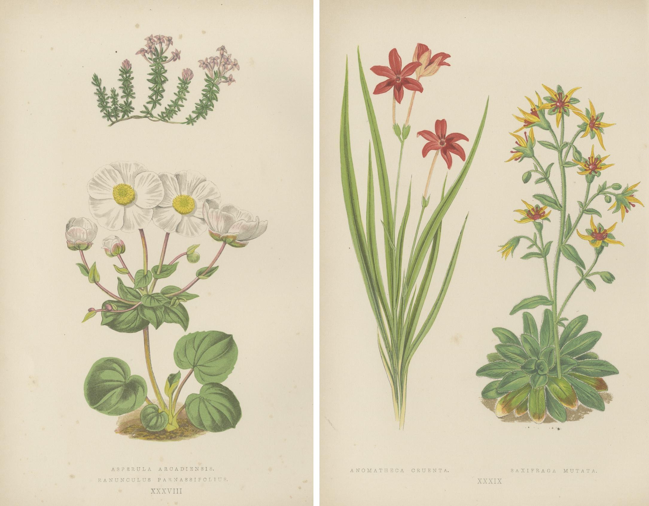 Alpine botanische Lithographie Paar Anomatheca und Steinbrech, 1874 (Spätes 19. Jahrhundert) im Angebot
