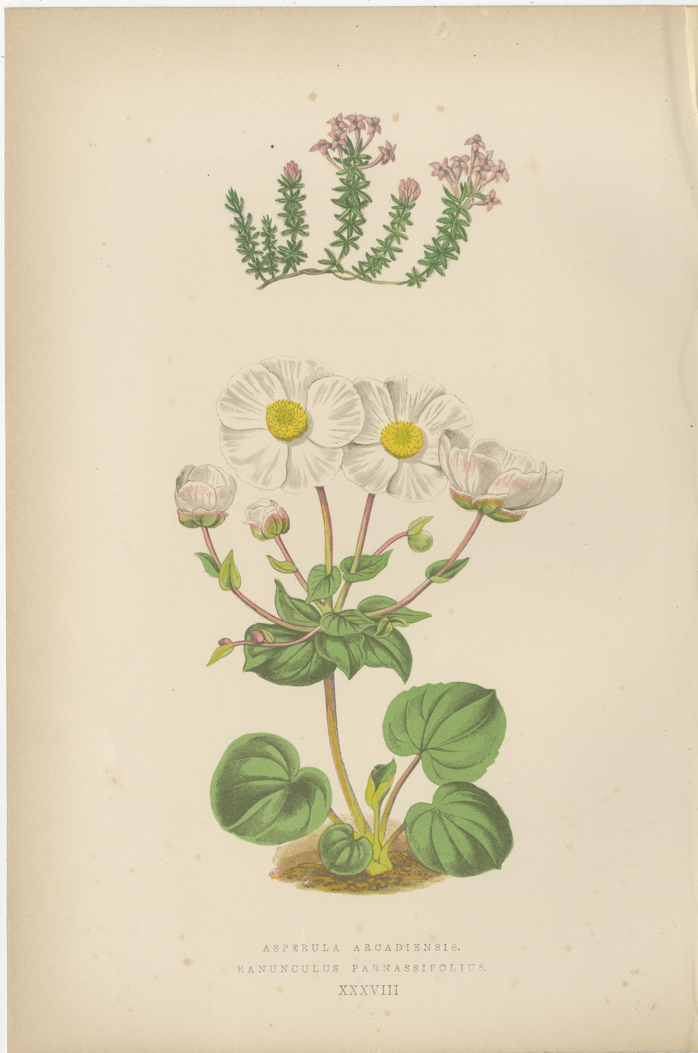 Alpine botanische Lithographie Paar Anomatheca und Steinbrech, 1874 (Papier) im Angebot