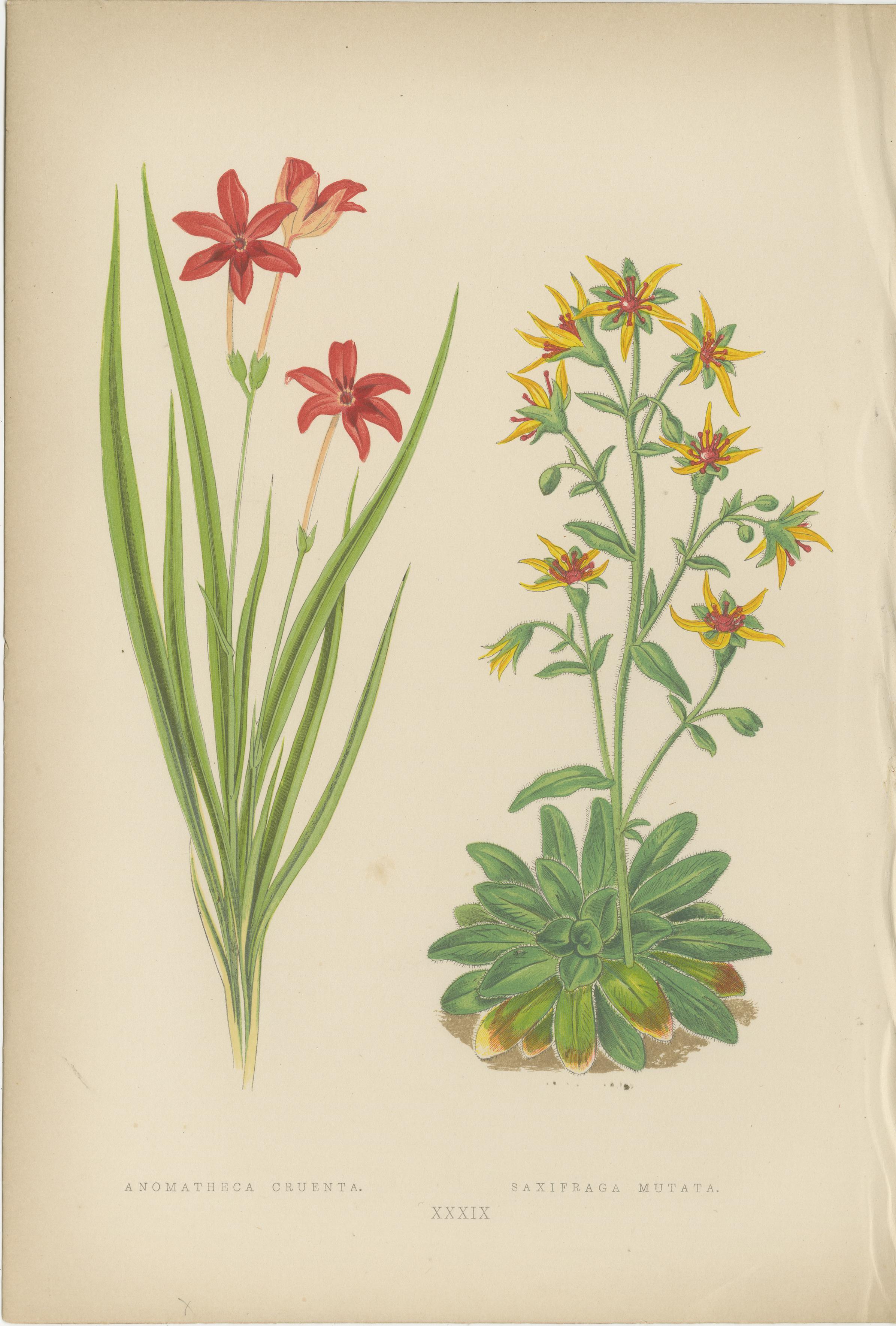 Alpine botanische Lithographie Paar Anomatheca und Steinbrech, 1874 im Angebot 1