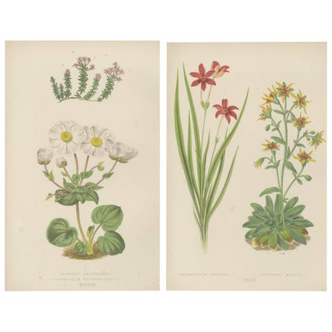 Alpine Botanical Lithograph Pair of Anomatheca and Saxifrage, 1874