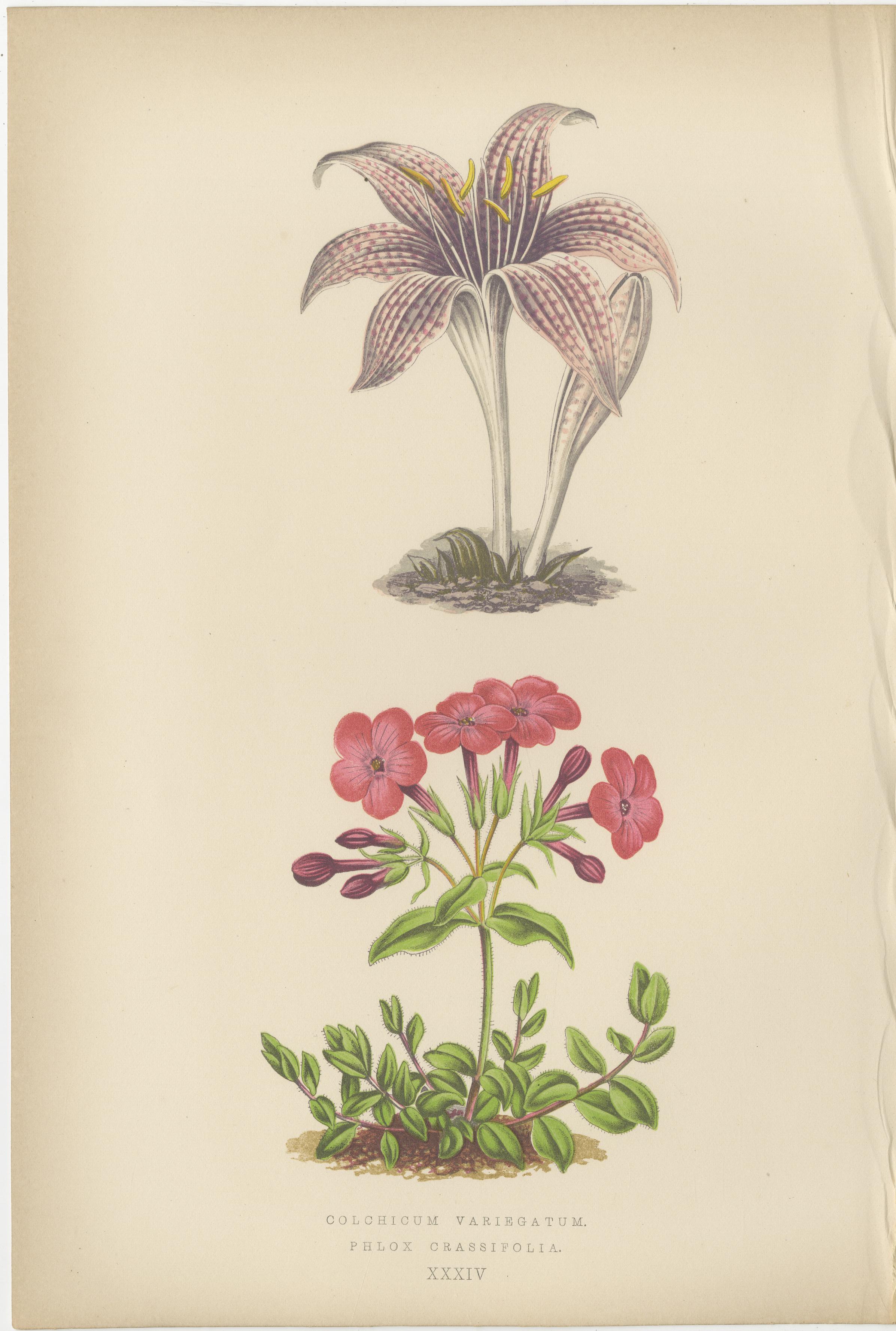 Titel: Alpine botanische Lithographie Paar arktische Brombeere und Frühlingsenzian

Beschreibung: Dieses exquisite Paar botanischer Lithografien, das 1874 von George Bell and Sons in London als Teil der zweiten Serie von Alpine Plants veröffentlicht