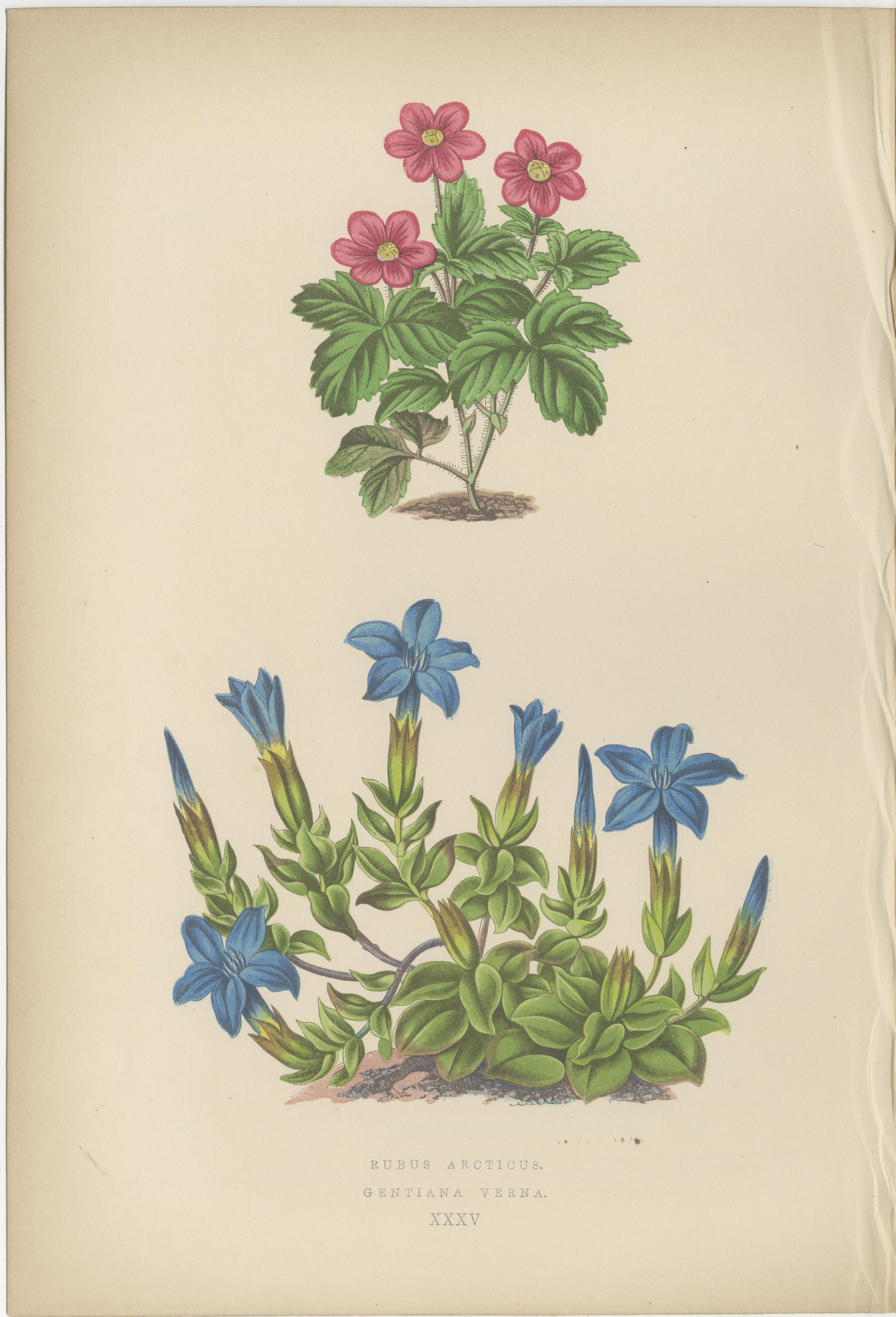 Alpine botanische Lithographie Paar arktische Brombeere und Frühlingsenzian, 1874 im Zustand „Gut“ im Angebot in Langweer, NL
