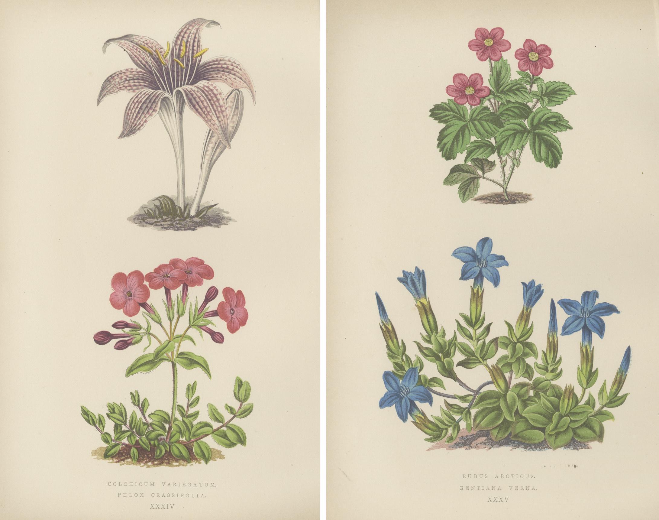 Alpine botanische Lithographie Paar arktische Brombeere und Frühlingsenzian, 1874 (Spätes 19. Jahrhundert) im Angebot