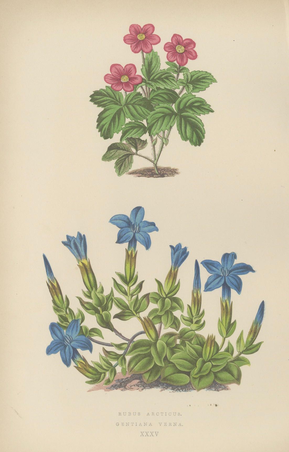 Alpine botanische Lithographie Paar arktische Brombeere und Frühlingsenzian, 1874 (Papier) im Angebot