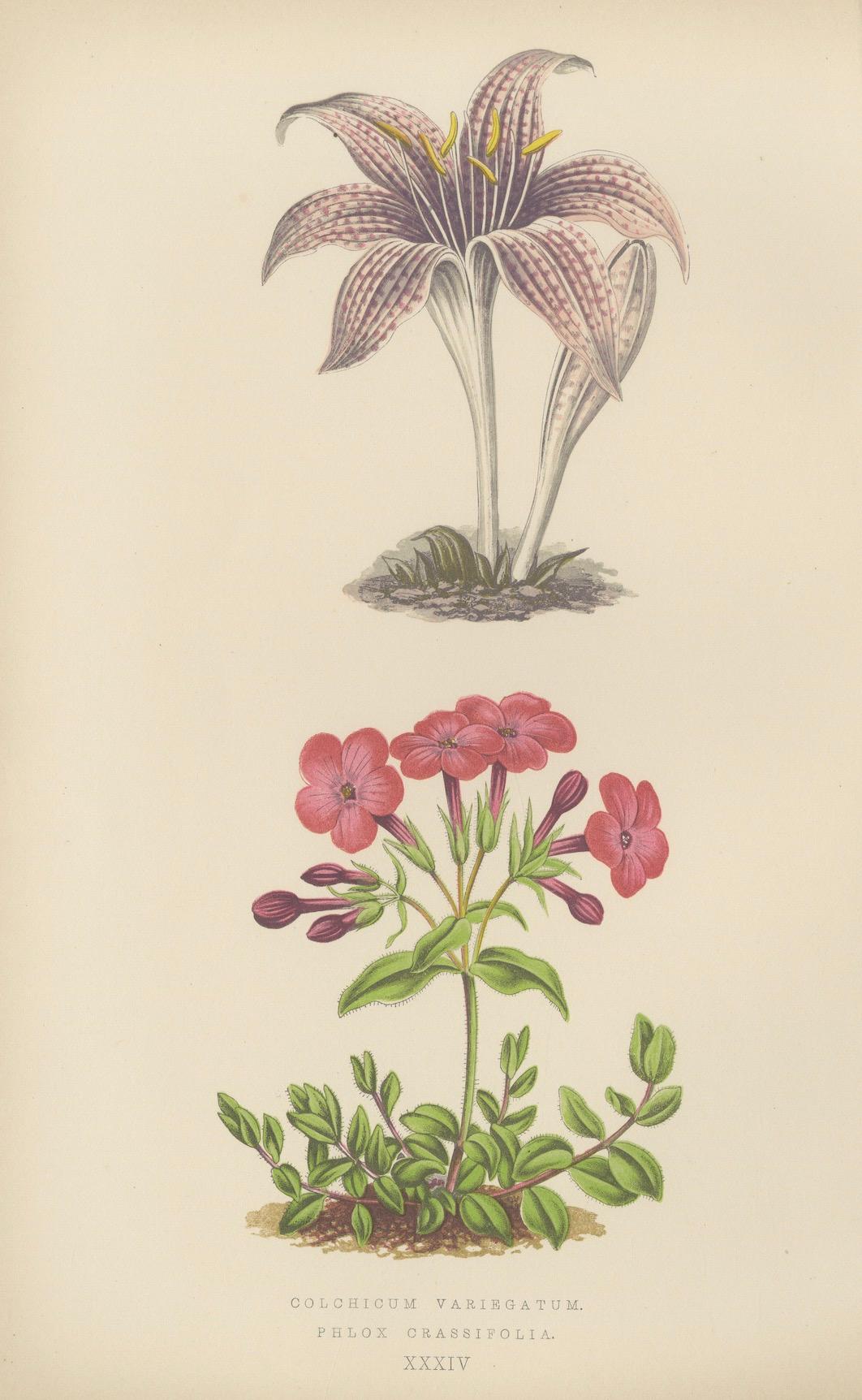 Alpine botanische Lithographie Paar arktische Brombeere und Frühlingsenzian, 1874 im Angebot 1