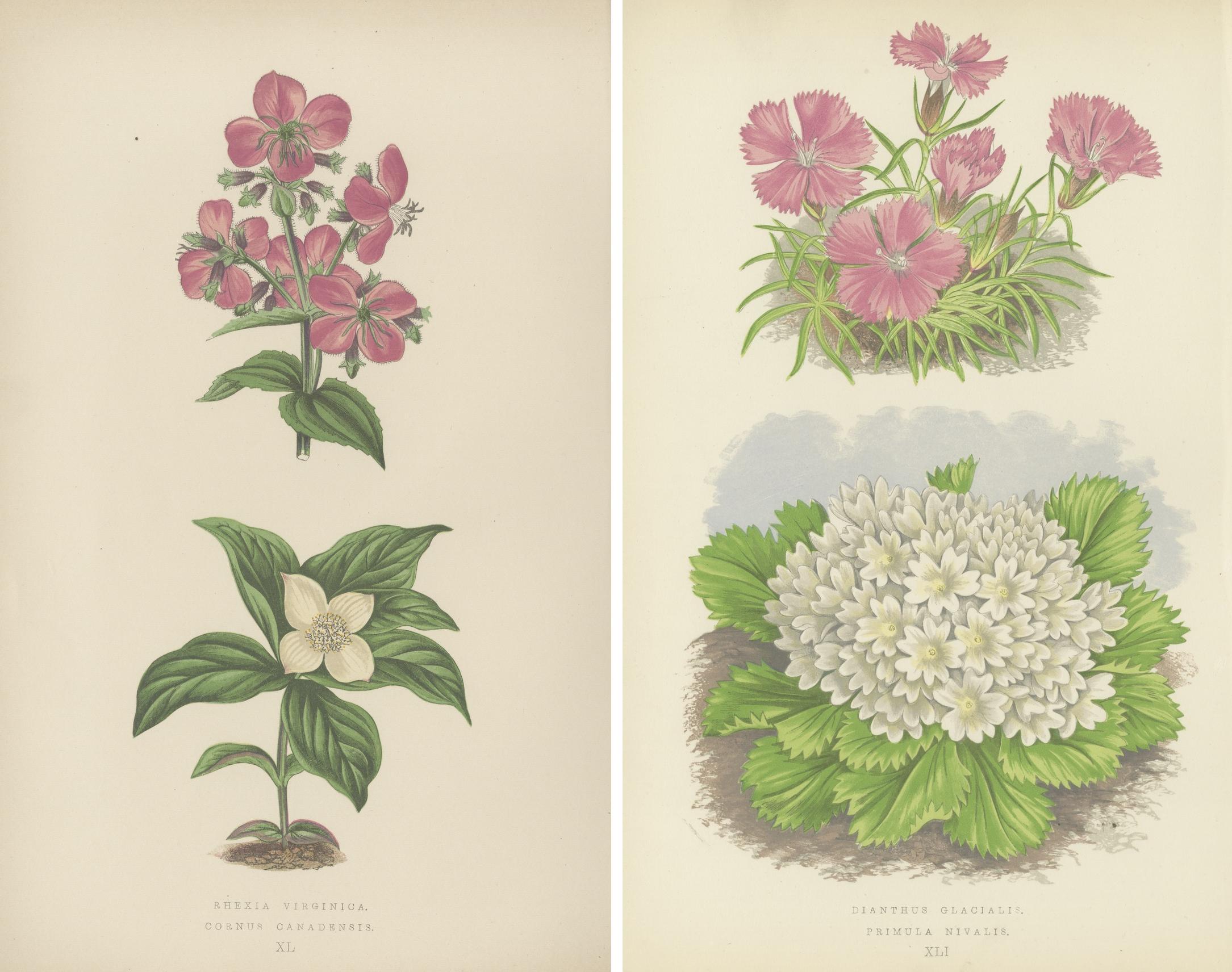 Titel: Alpine botanische Lithographie Paar Gletscherrose und Schneeprimel, 1874

Beschreibung: Dieses exquisite botanische Lithografie-Paar, das 1874 von George Bell and Sons in London als Teil der zweiten Serie von Alpenpflanzen veröffentlicht