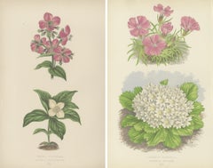 Alpine Botanical Lithograph Pair of Glacier Pink and Snow Primrose, 1874