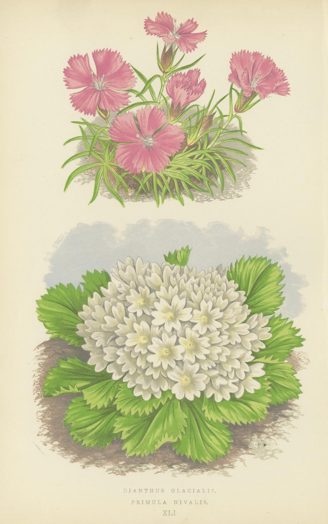 Alpine botanische Lithographie Paar Gletscherrose und Schneeprimel, 1874 im Zustand „Gut“ im Angebot in Langweer, NL