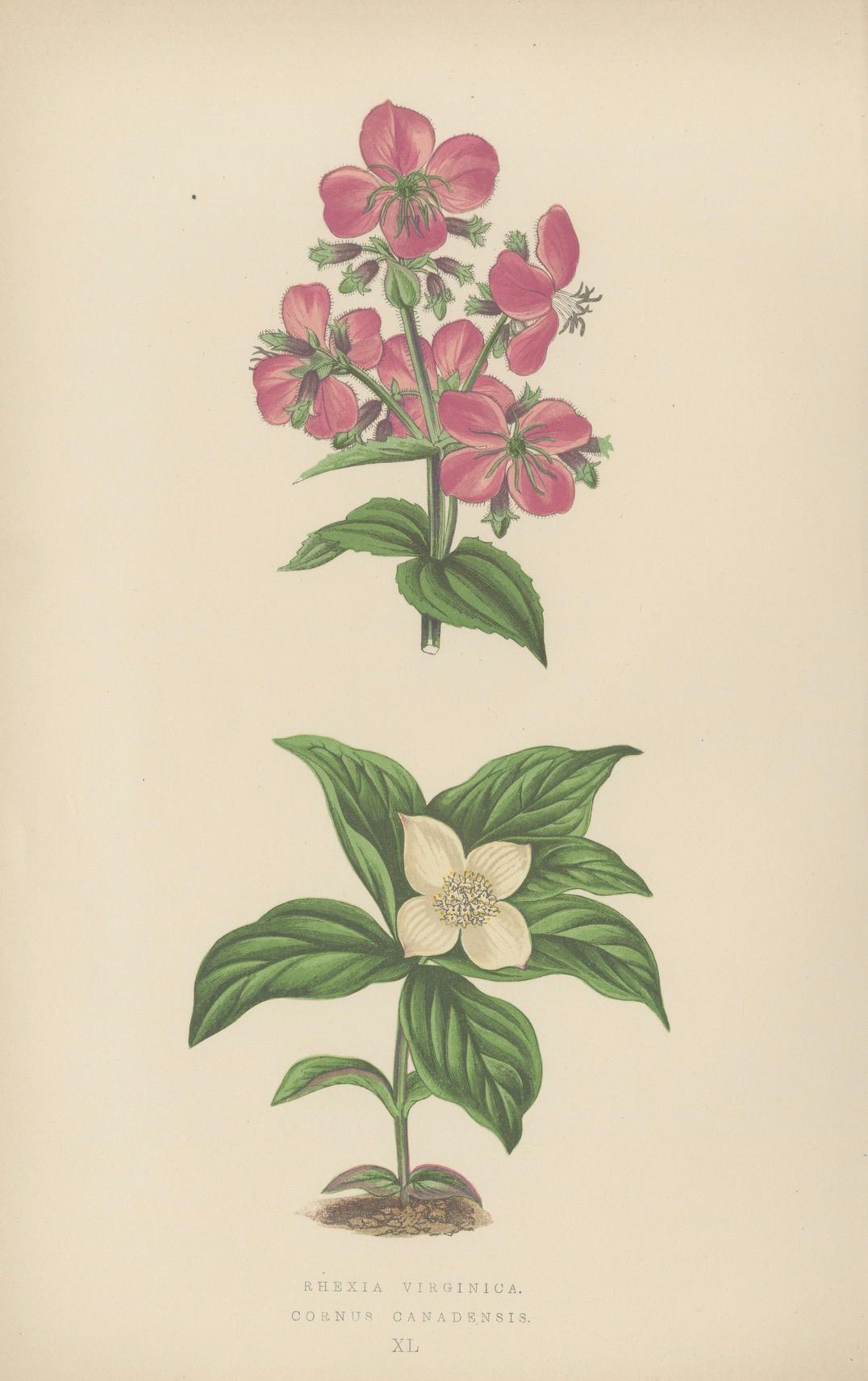 Alpine botanische Lithographie Paar Gletscherrose und Schneeprimel, 1874 (Spätes 19. Jahrhundert) im Angebot
