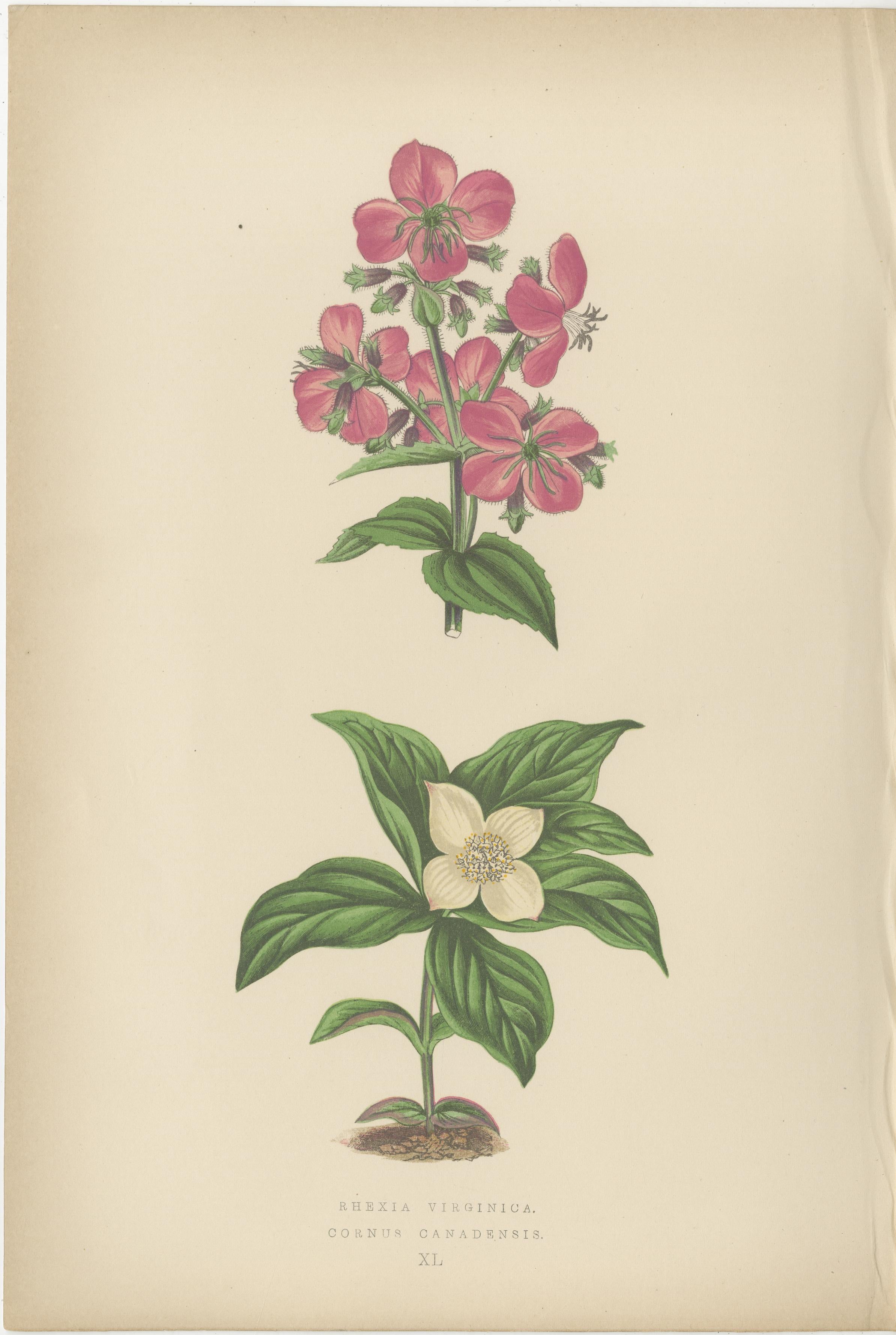 Alpine botanische Lithographie Paar Gletscherrose und Schneeprimel, 1874 (Papier) im Angebot