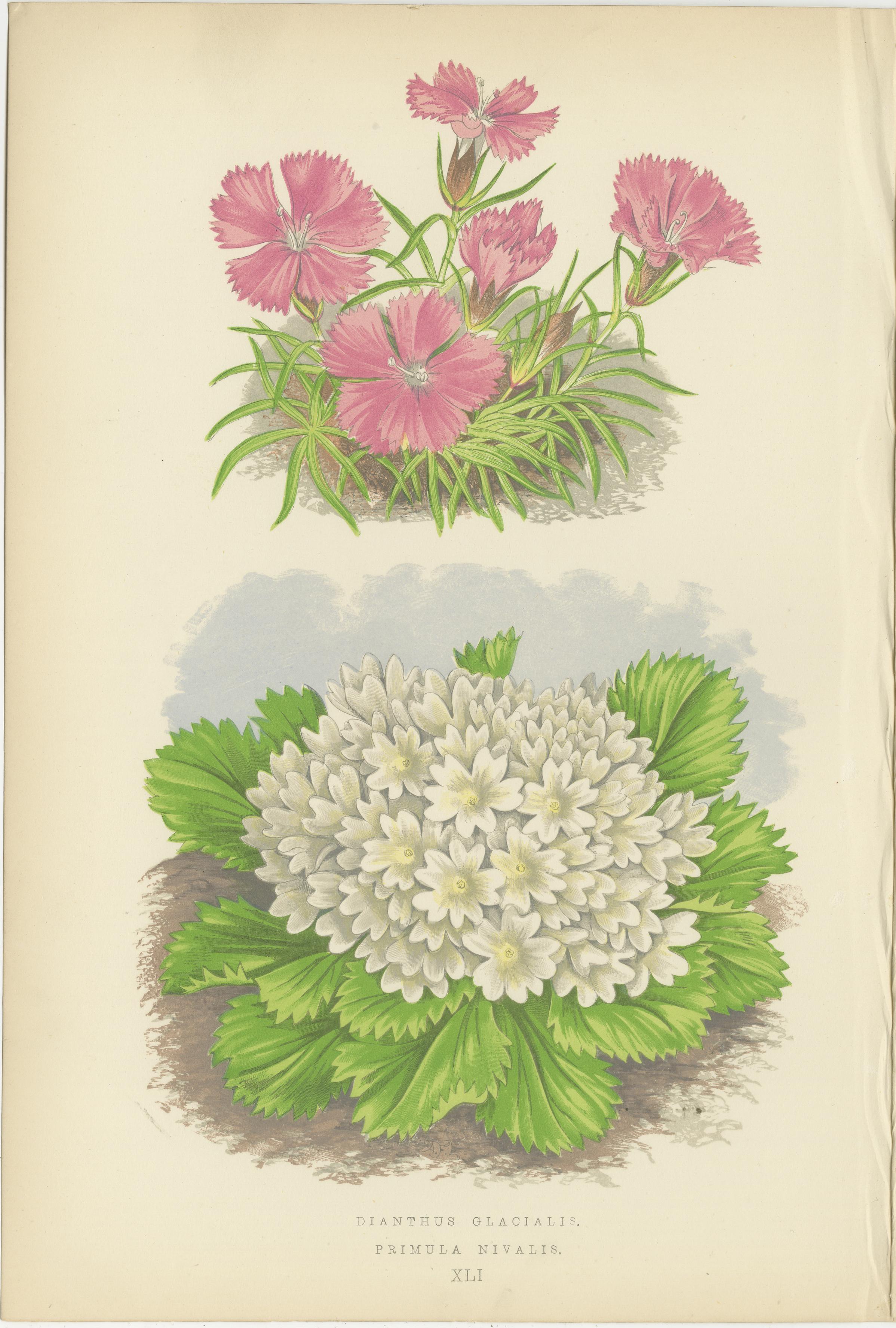 Alpine botanische Lithographie Paar Gletscherrose und Schneeprimel, 1874 im Angebot 1