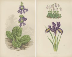 Alpine Botanical Lithograph Pair of Iris and Pyrenean Dead-nettle, 1874