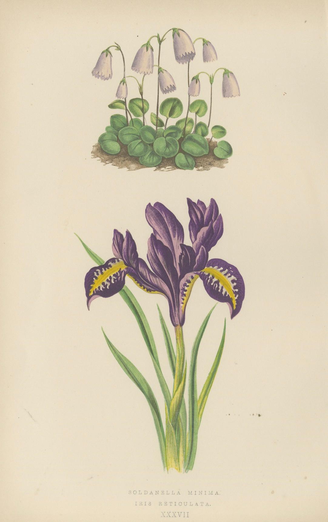 Alpine botanische Lithographie Paar Iris und Pyrenäen-Totennessel, 1874 im Zustand „Gut“ im Angebot in Langweer, NL