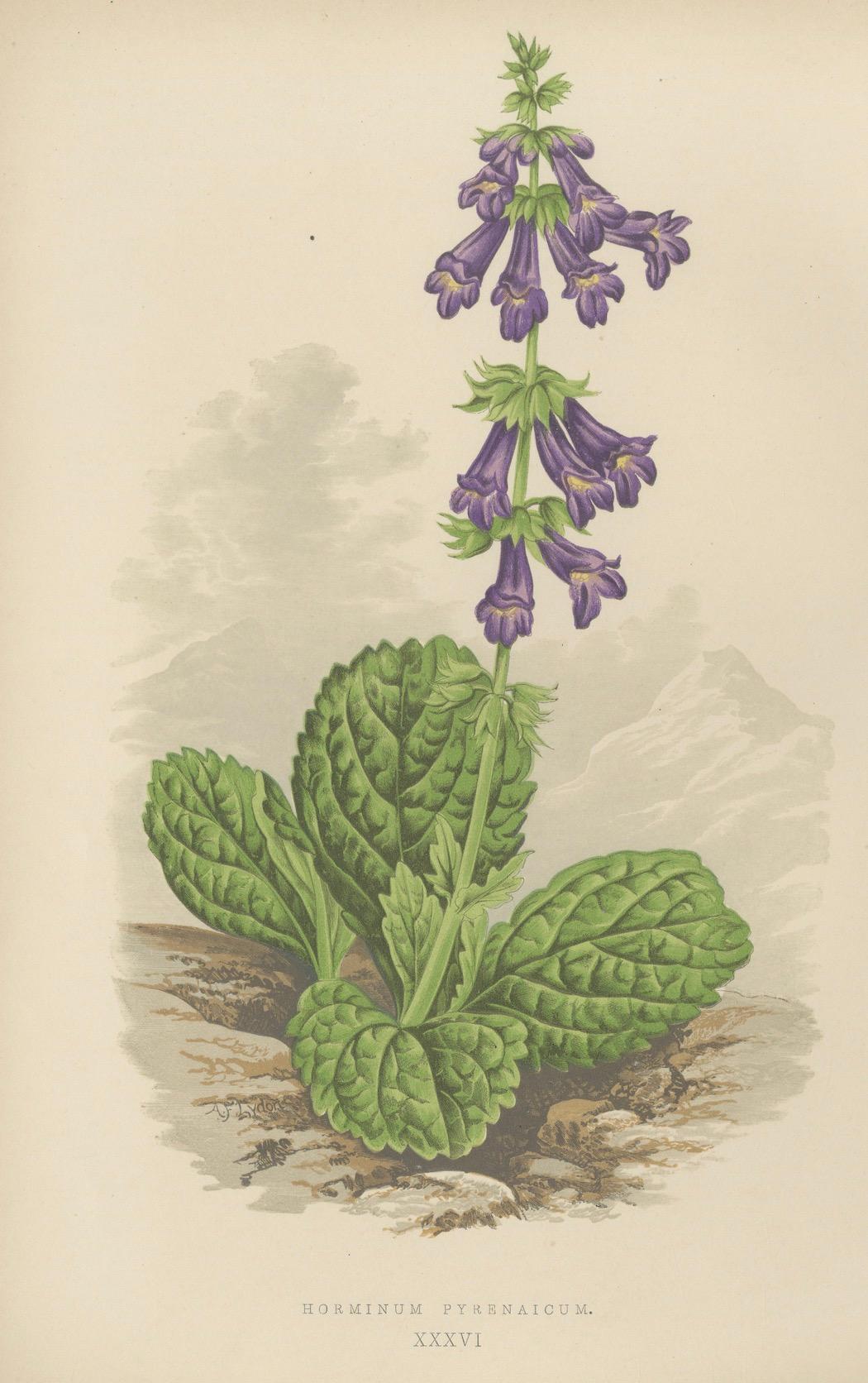 Alpine botanische Lithographie Paar Iris und Pyrenäen-Totennessel, 1874 (Spätes 19. Jahrhundert) im Angebot