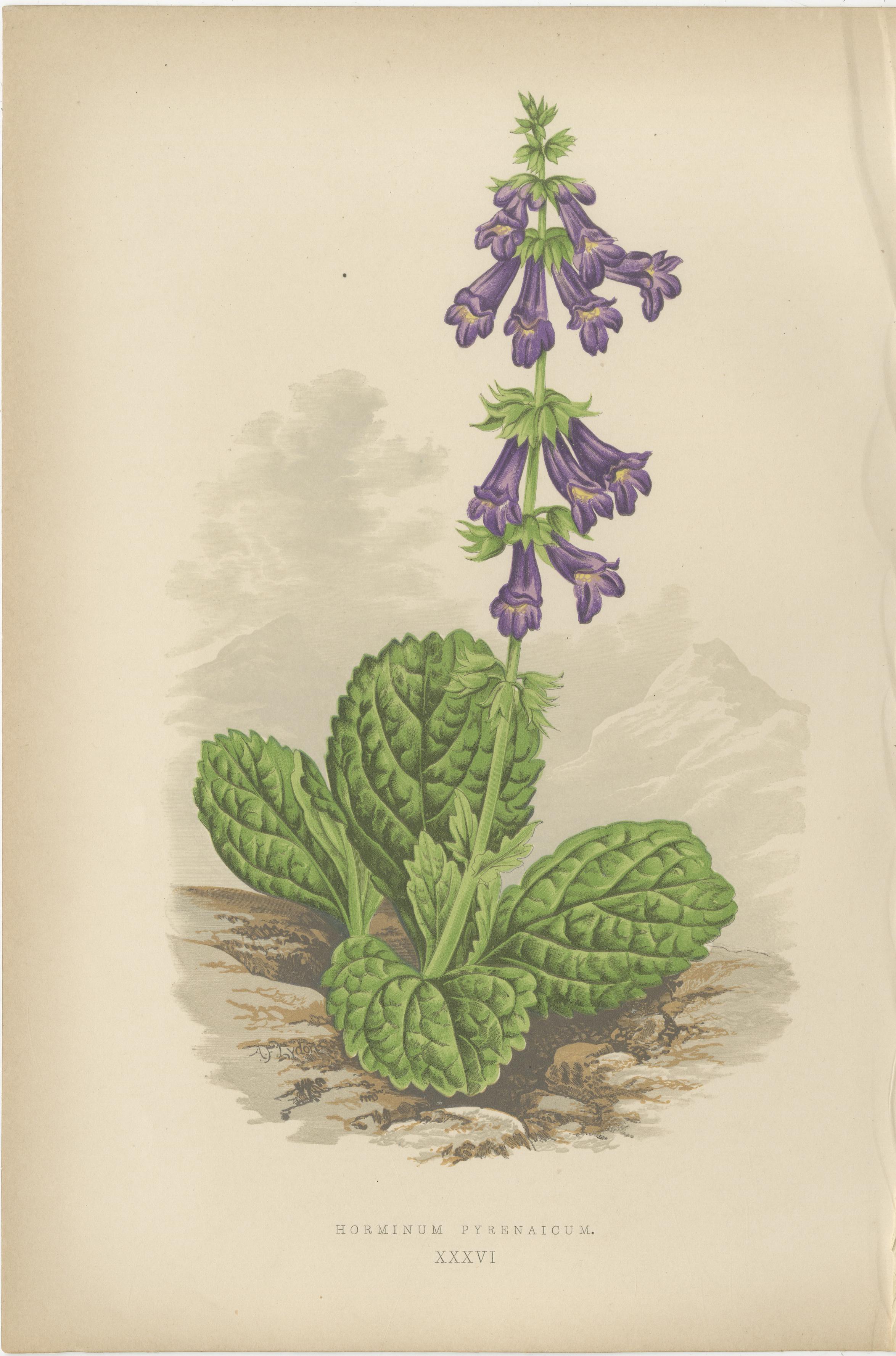 Alpine botanische Lithographie Paar Iris und Pyrenäen-Totennessel, 1874 (Papier) im Angebot