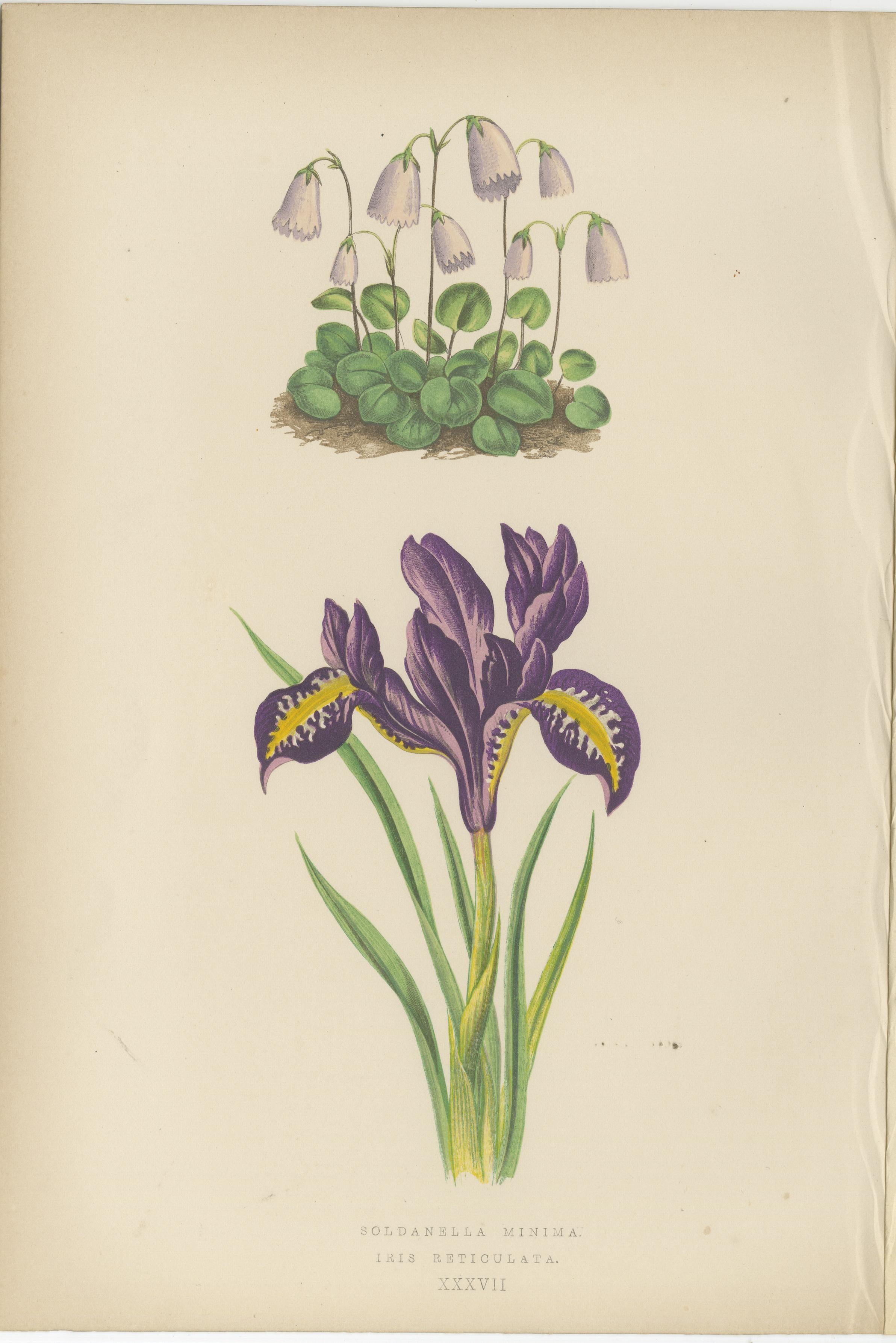 Alpine botanische Lithographie Paar Iris und Pyrenäen-Totennessel, 1874 im Angebot 1