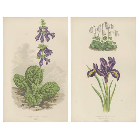 Alpine Botanical Lithograph Pair of Iris and Pyrenean Dead-nettle, 1874