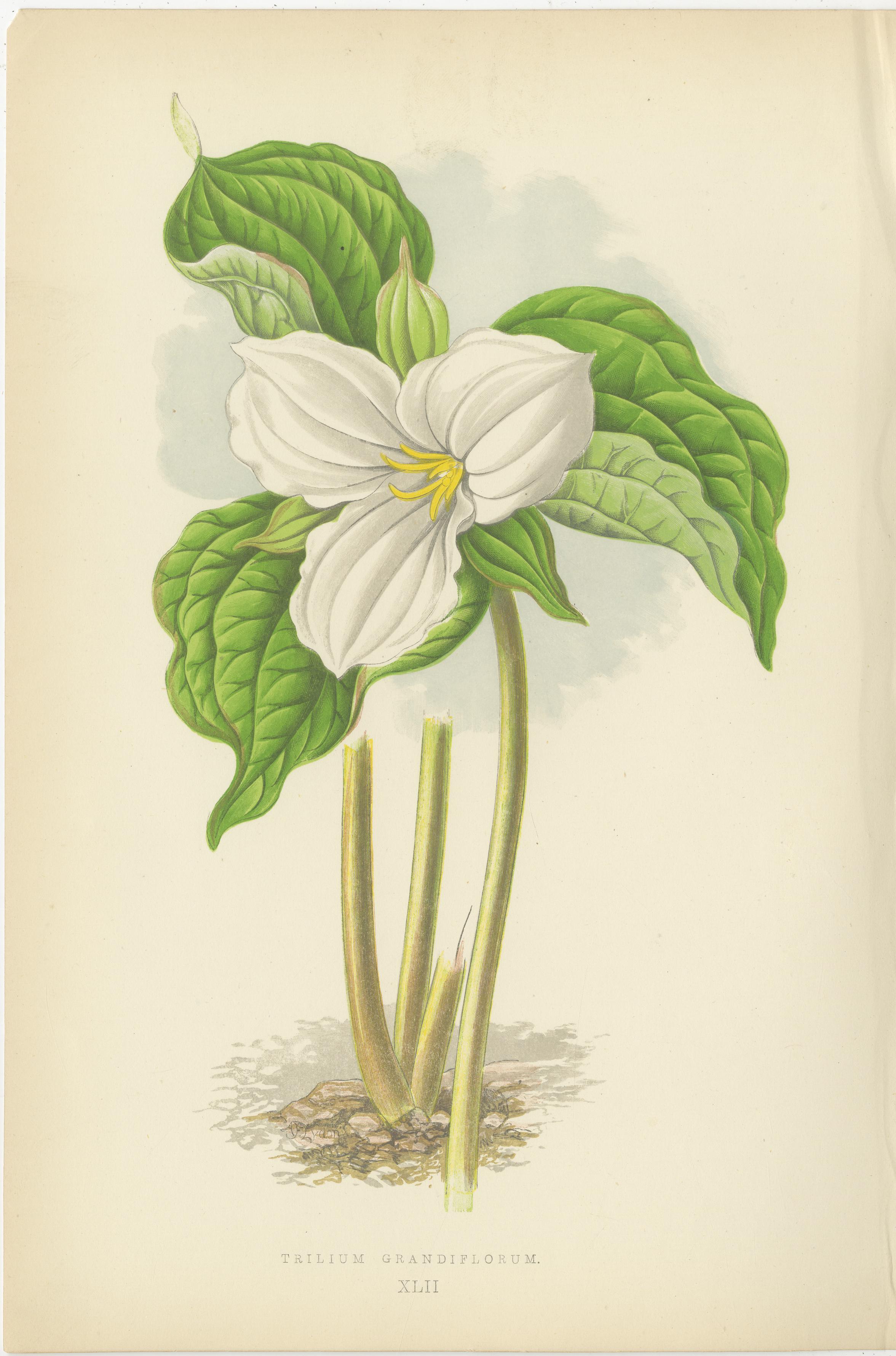 Title: Alpine Botanical Lithograph Pair of Vinca and Trillium, 1874

Description: This delightful pair of botanical lithographs, published in 1874 by George Bell and Sons in London as part of the second series of Alpine Plants, showcases two