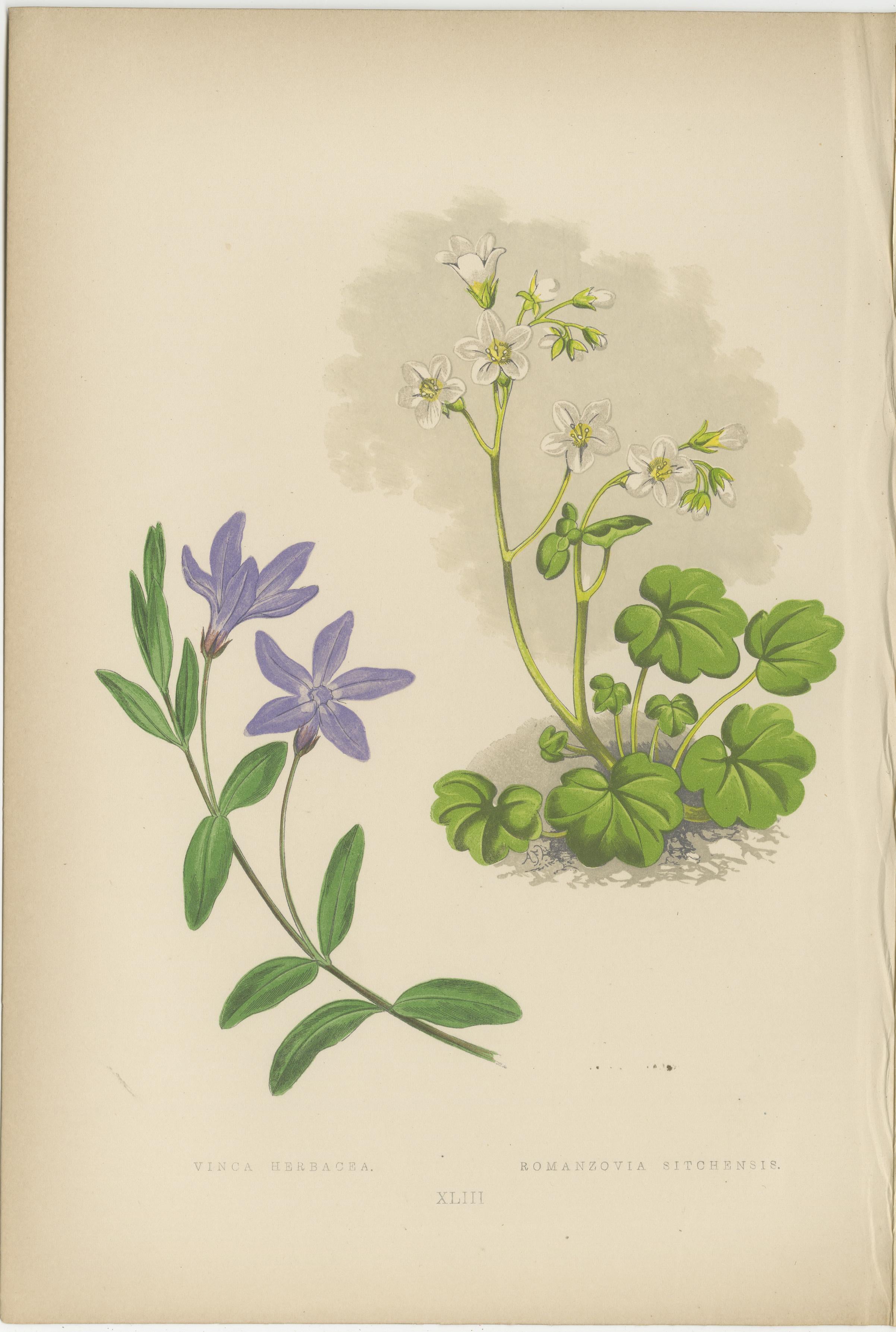 Alpine botanische Lithographie Paar Vinca und Trillium, 1874 im Zustand „Gut“ im Angebot in Langweer, NL