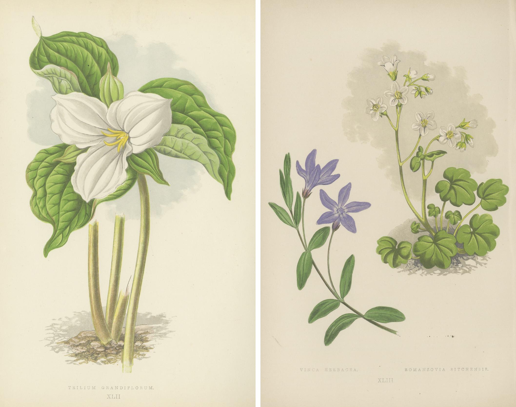 Alpine botanische Lithographie Paar Vinca und Trillium, 1874 (Spätes 19. Jahrhundert) im Angebot