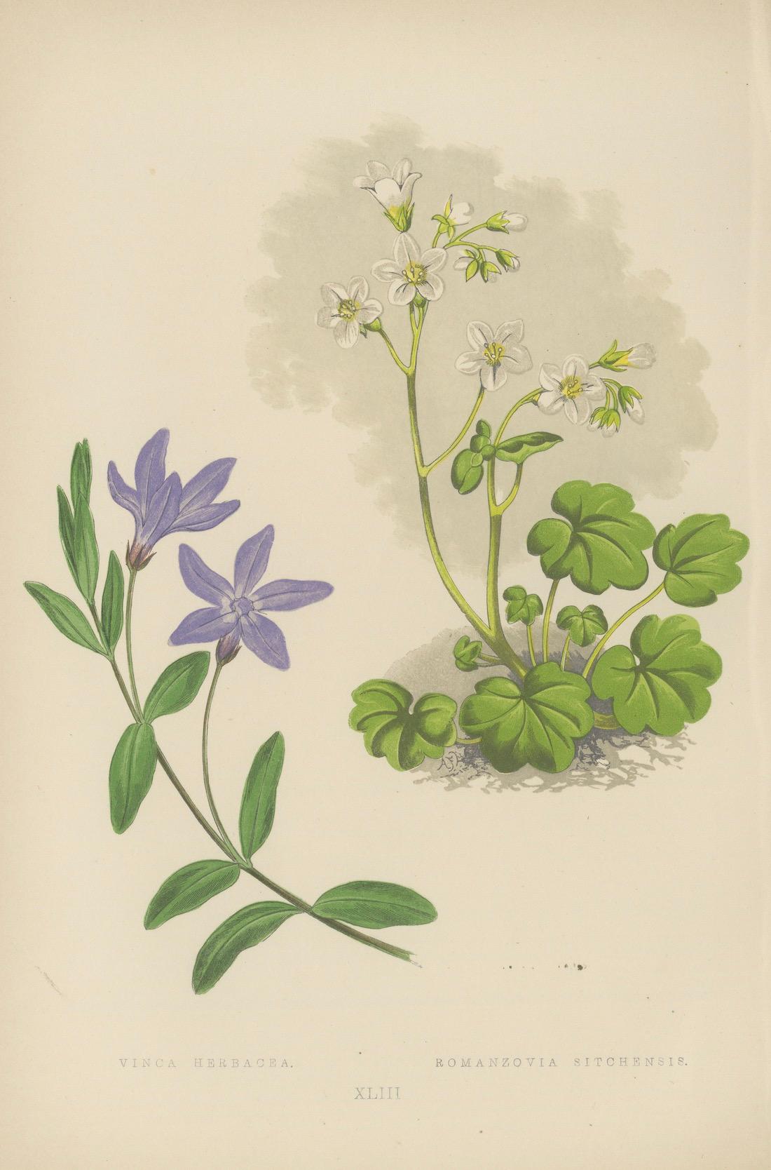 Alpine botanische Lithographie Paar Vinca und Trillium, 1874 (Papier) im Angebot