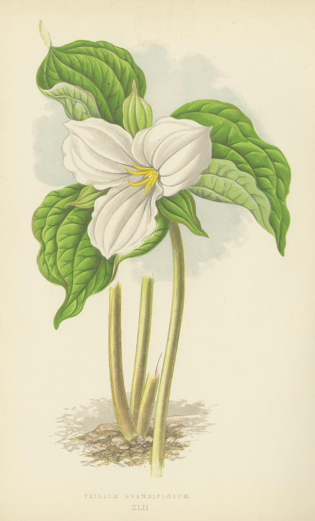 Alpine botanische Lithographie Paar Vinca und Trillium, 1874 im Angebot 1