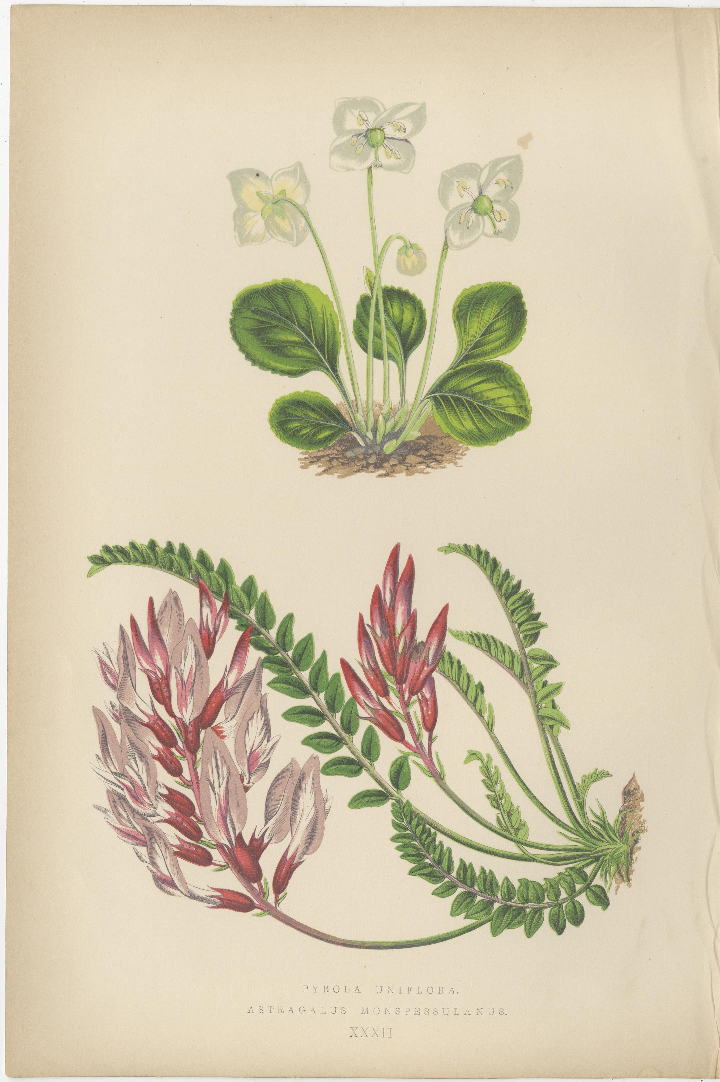 Titel: Alpine botanische Lithographie Paar Wintergrün und Primel, 1874

Beschreibung: Dieses exquisite Paar botanischer Lithografien, das 1874 von George Bell and Sons in London als Teil der zweiten Serie von Alpenpflanzen veröffentlicht wurde,
