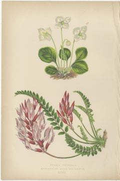 Alpine Botanical Lithograph Pair of Wintergreen and Primrose, 1874