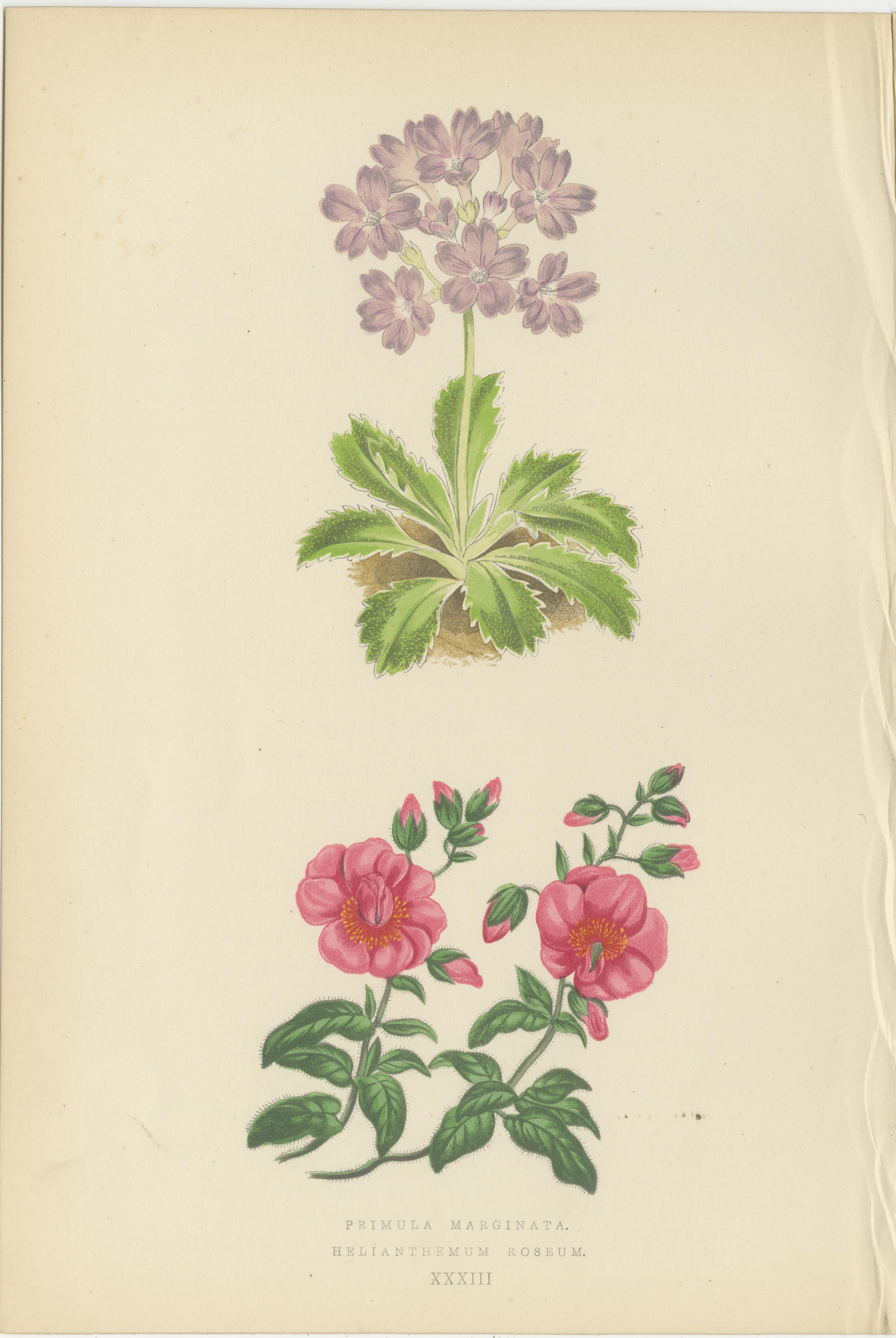 Alpine botanische Lithographie Paar Wintergrün und Primel, 1874 im Zustand „Gut“ im Angebot in Langweer, NL