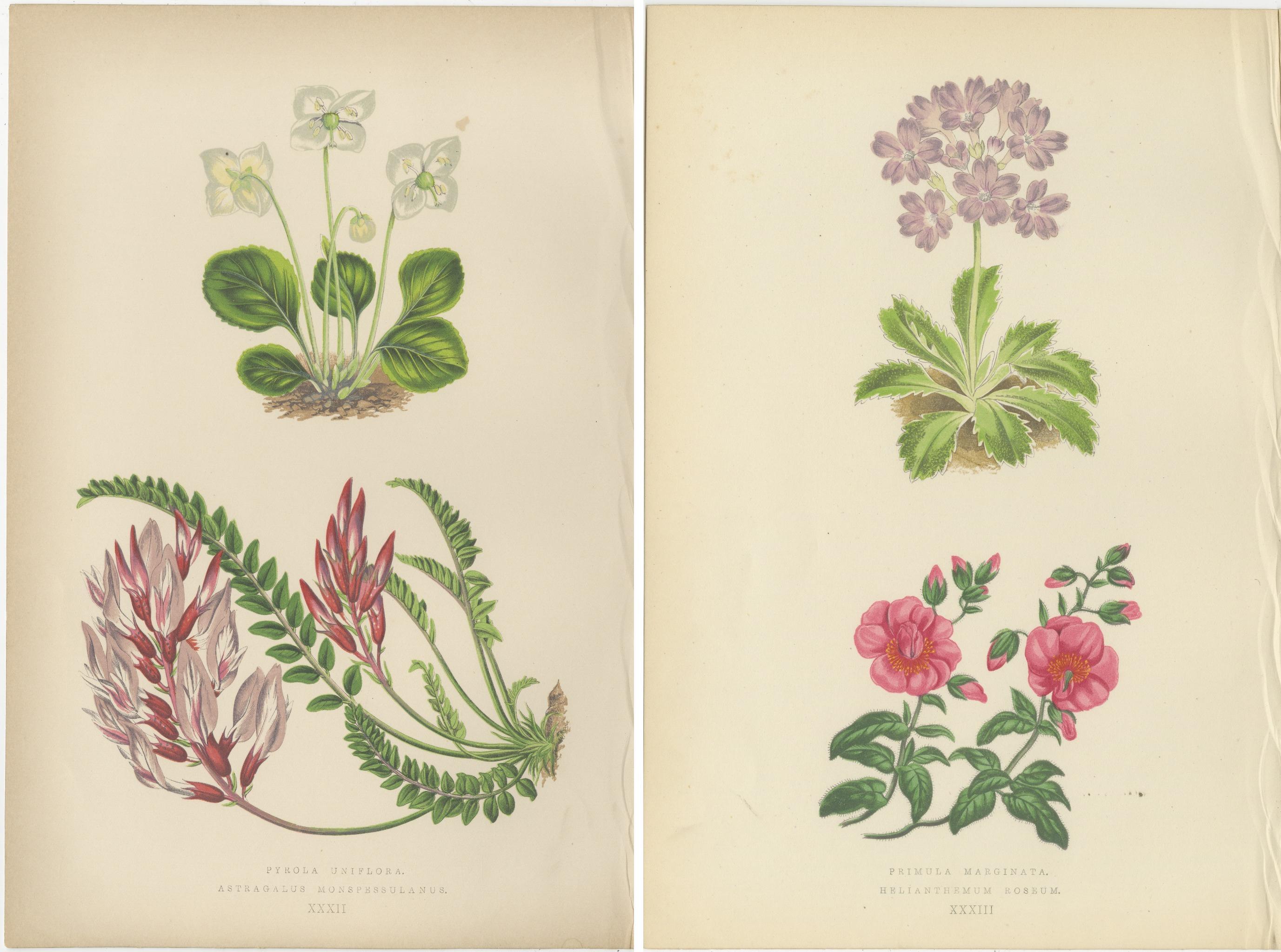 Alpine botanische Lithographie Paar Wintergrün und Primel, 1874 im Angebot 2