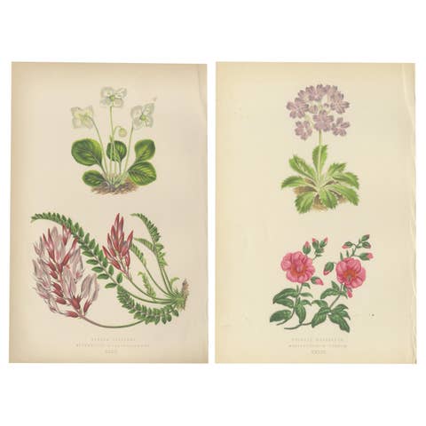 Alpine Botanical Lithograph Pair of Wintergreen and Primrose, 1874