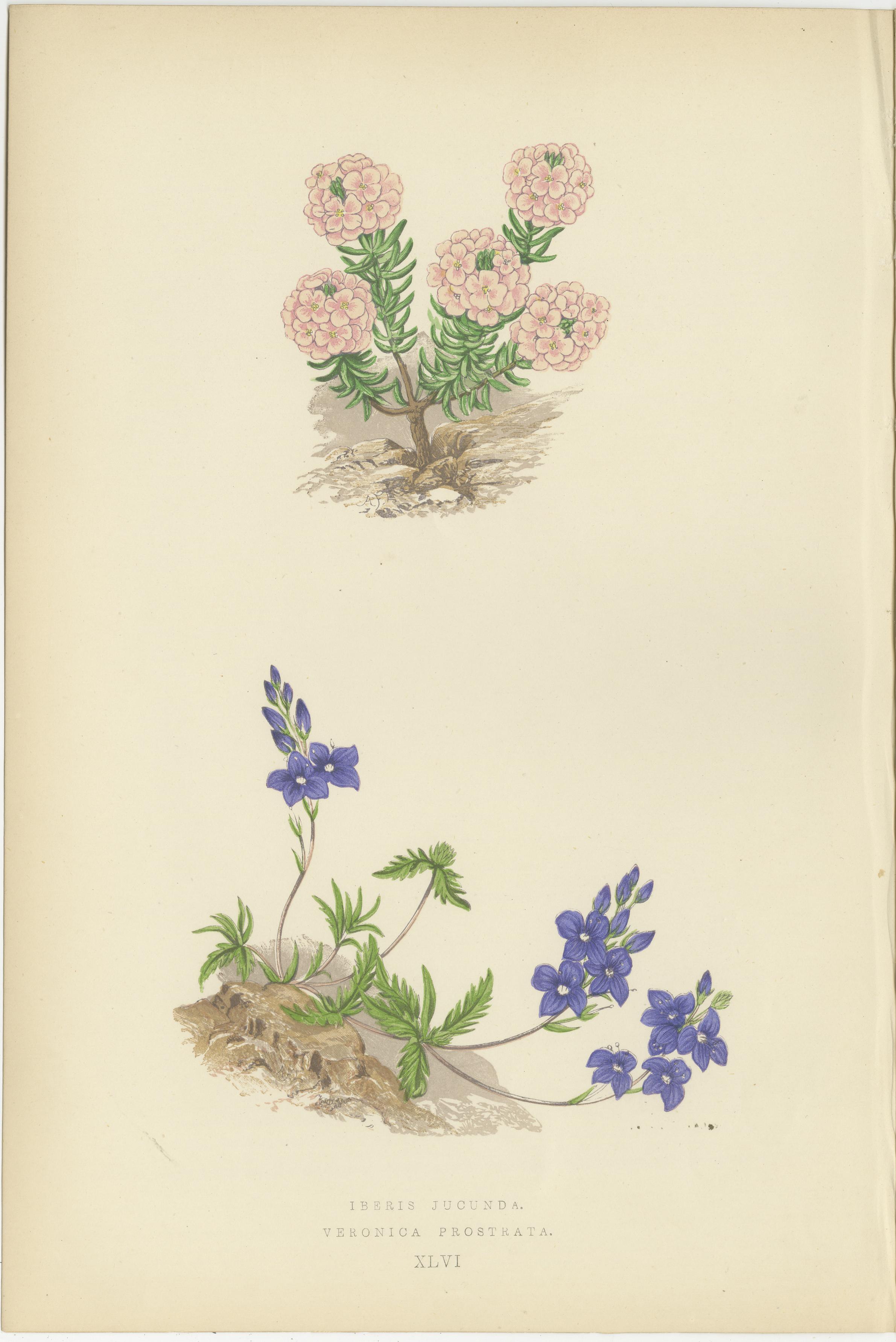 Título: Cuarteto de Litografías Botánicas Alpinas: Micomeria, Edelweiss, Prímula y Arabis

Descripción: Este notable conjunto de cuatro litografías botánicas, publicado en 1874 por George Bell and Sons de Londres como parte de la segunda serie de