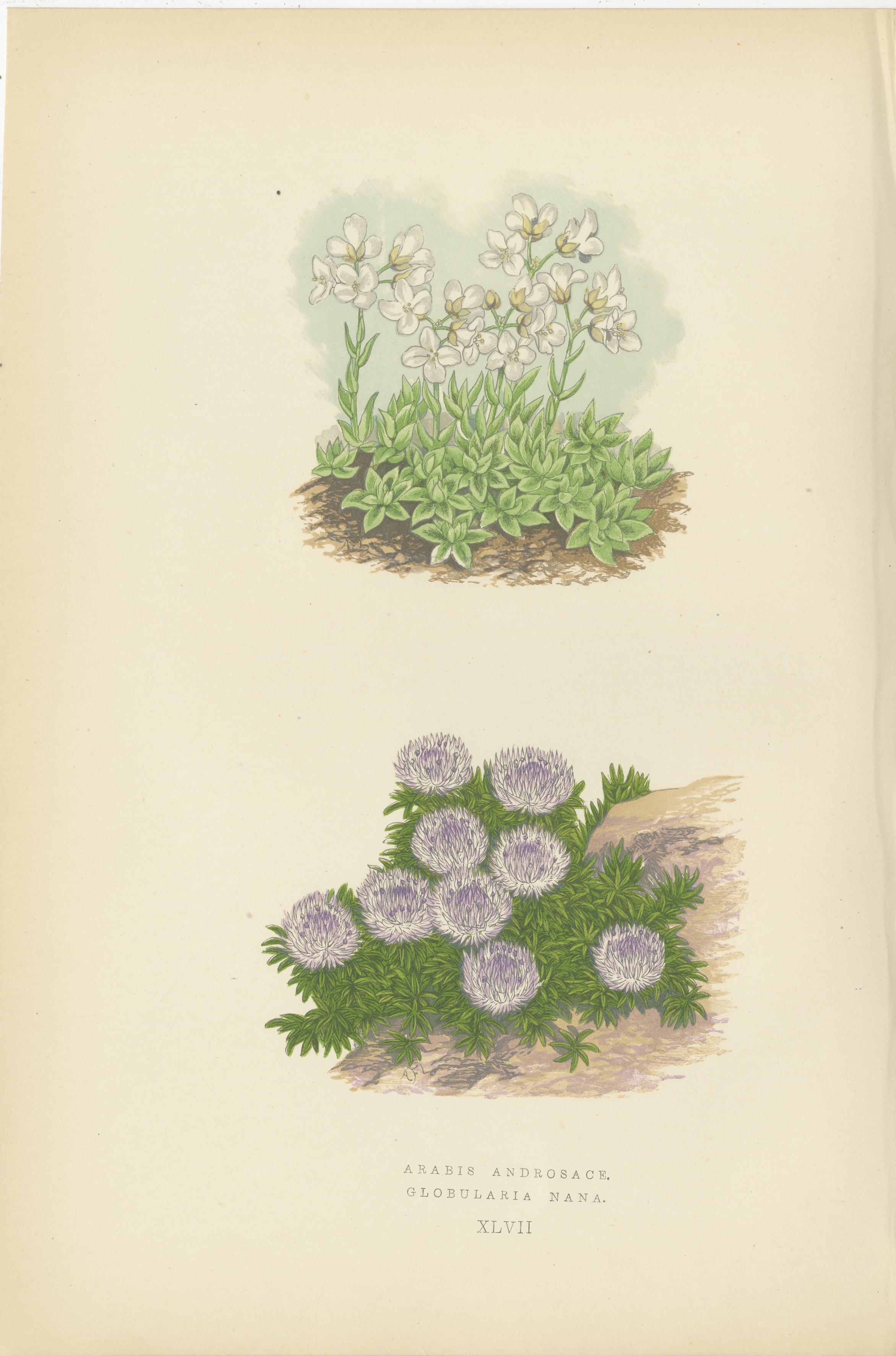 Cuarteto de Litografías Botánicas Alpinas: Micomeria, Edelweiss, Prímula y Arabis en Bueno estado para la venta en Langweer, NL