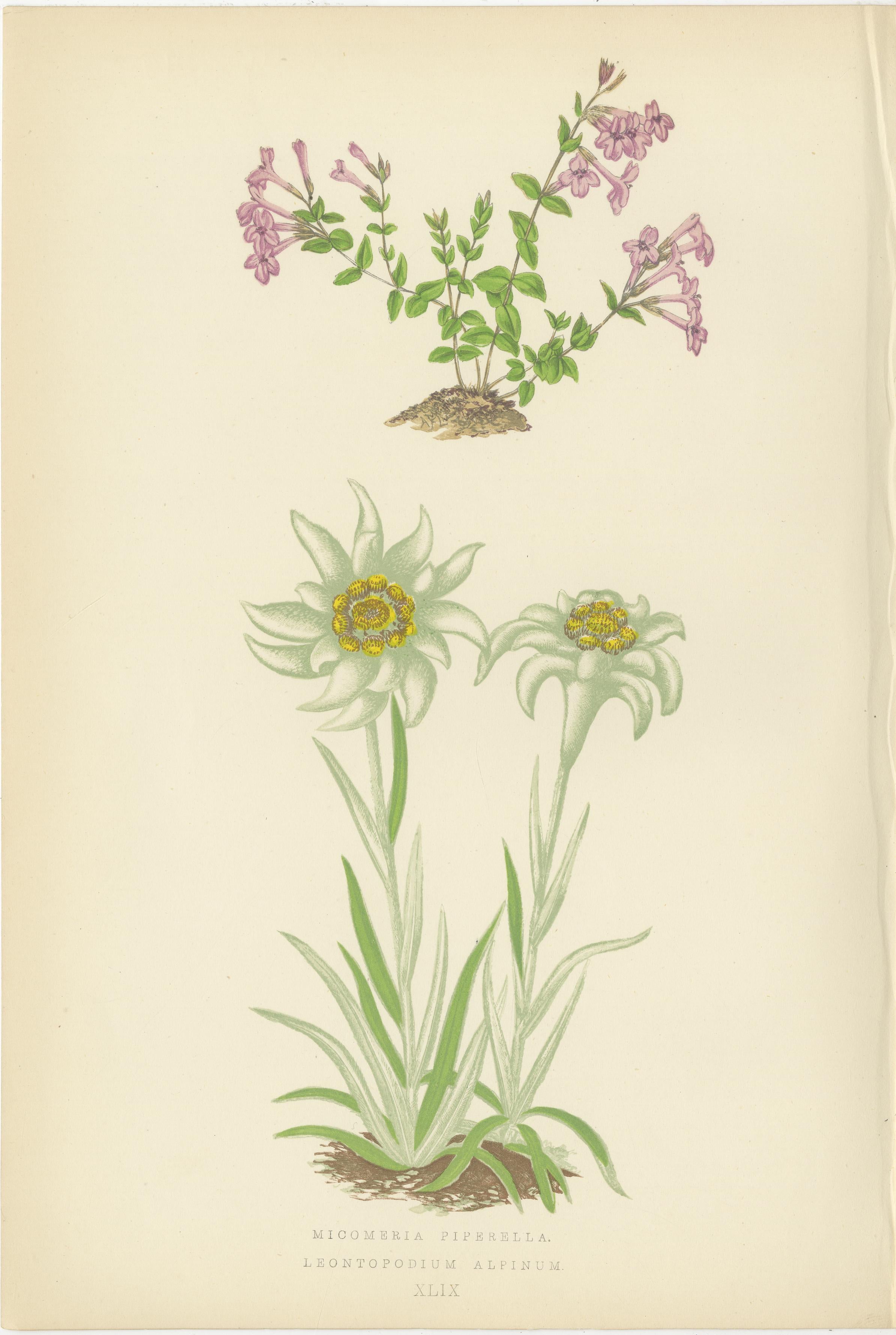 Cuarteto de Litografías Botánicas Alpinas: Micomeria, Edelweiss, Prímula y Arabis Papel en venta