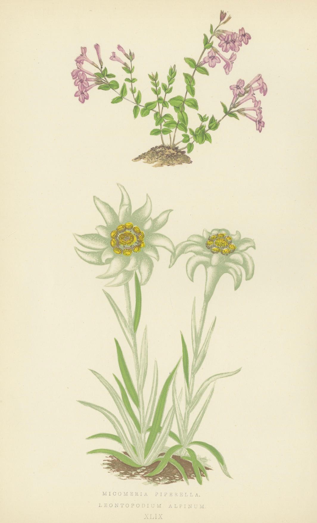 Cuarteto de Litografías Botánicas Alpinas: Micomeria, Edelweiss, Prímula y Arabis en venta 1