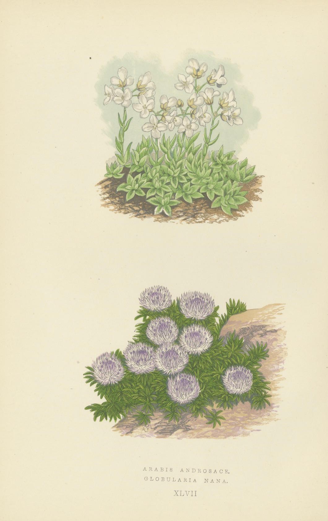 Cuarteto de Litografías Botánicas Alpinas: Micomeria, Edelweiss, Prímula y Arabis en venta 2