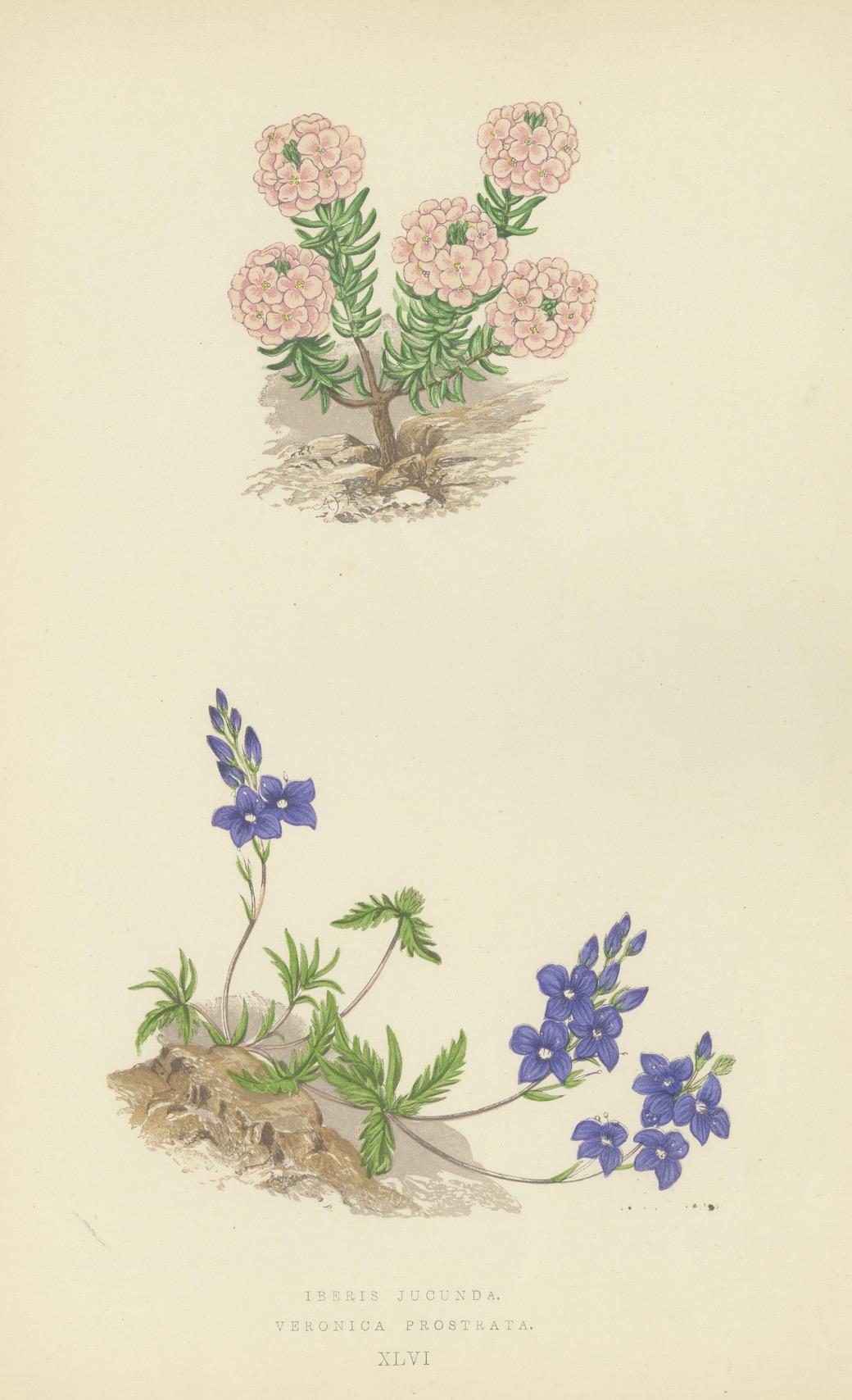 Cuarteto de Litografías Botánicas Alpinas: Micomeria, Edelweiss, Prímula y Arabis en venta 3